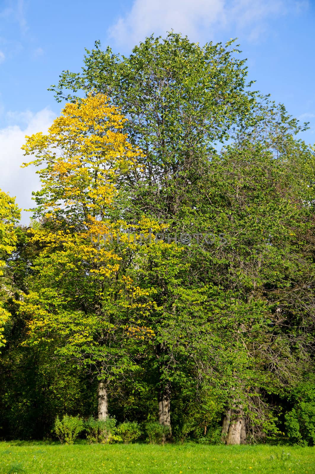 Park in the fall 