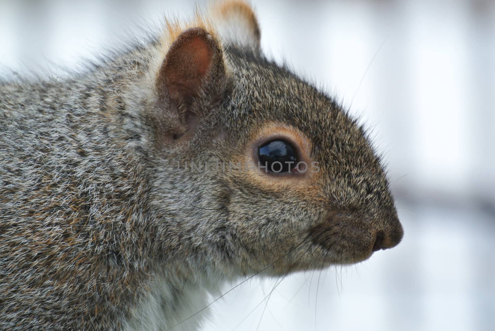 Extreme closeup on a squirrel