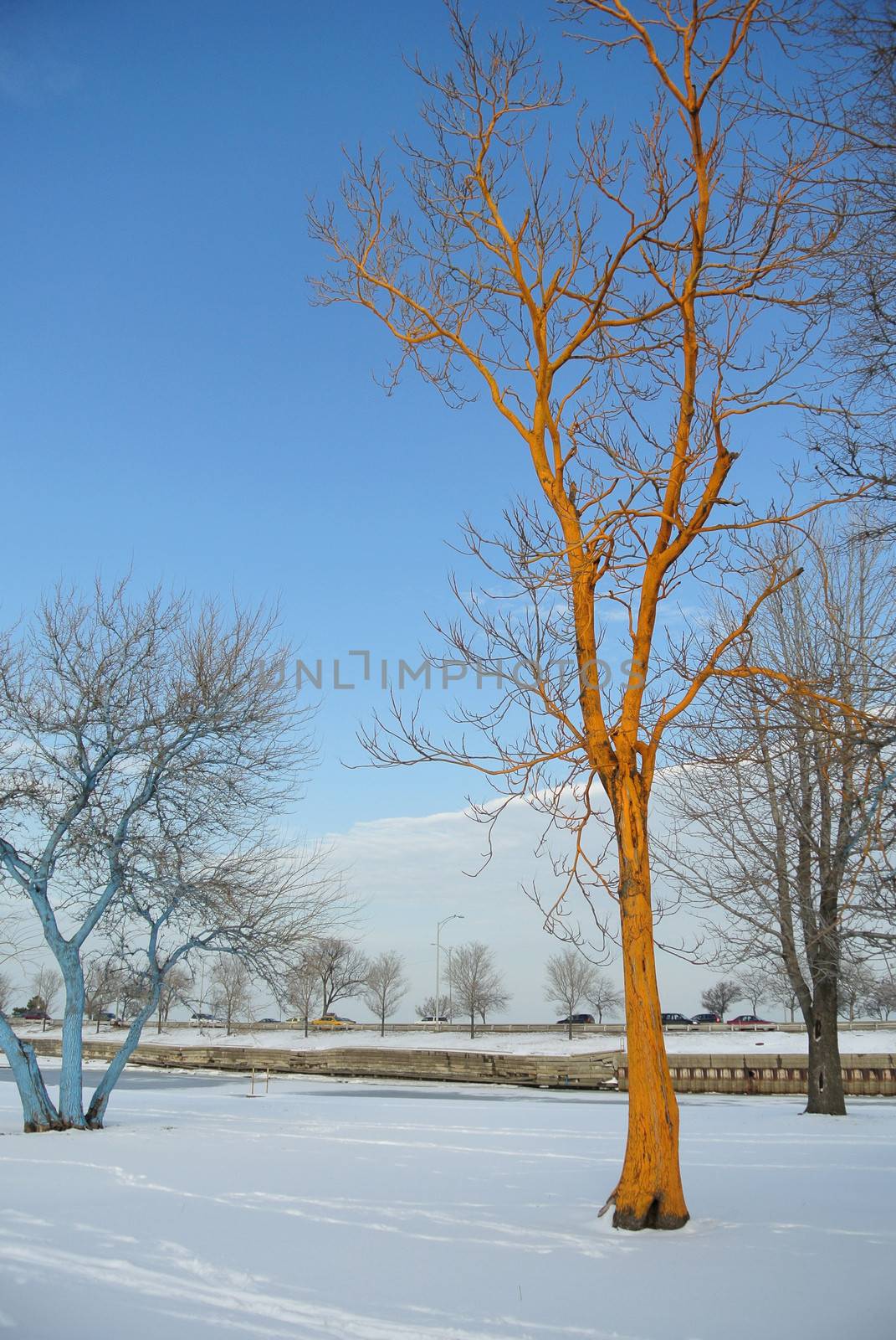 Bizarre color tree