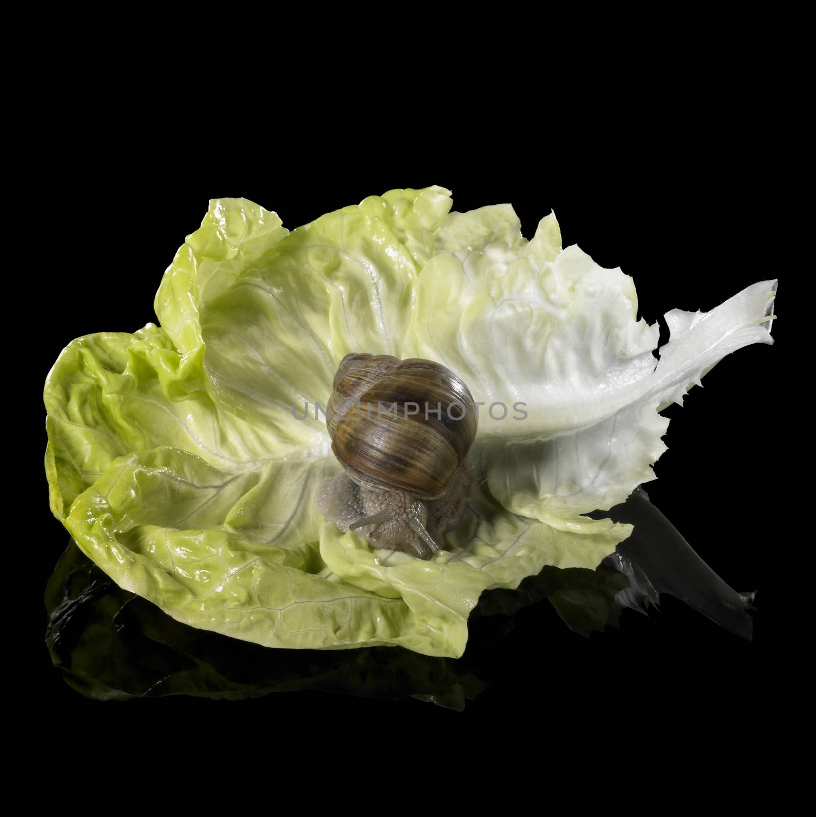 Grapevine snail on fresh green lettuce leaf by gewoldi