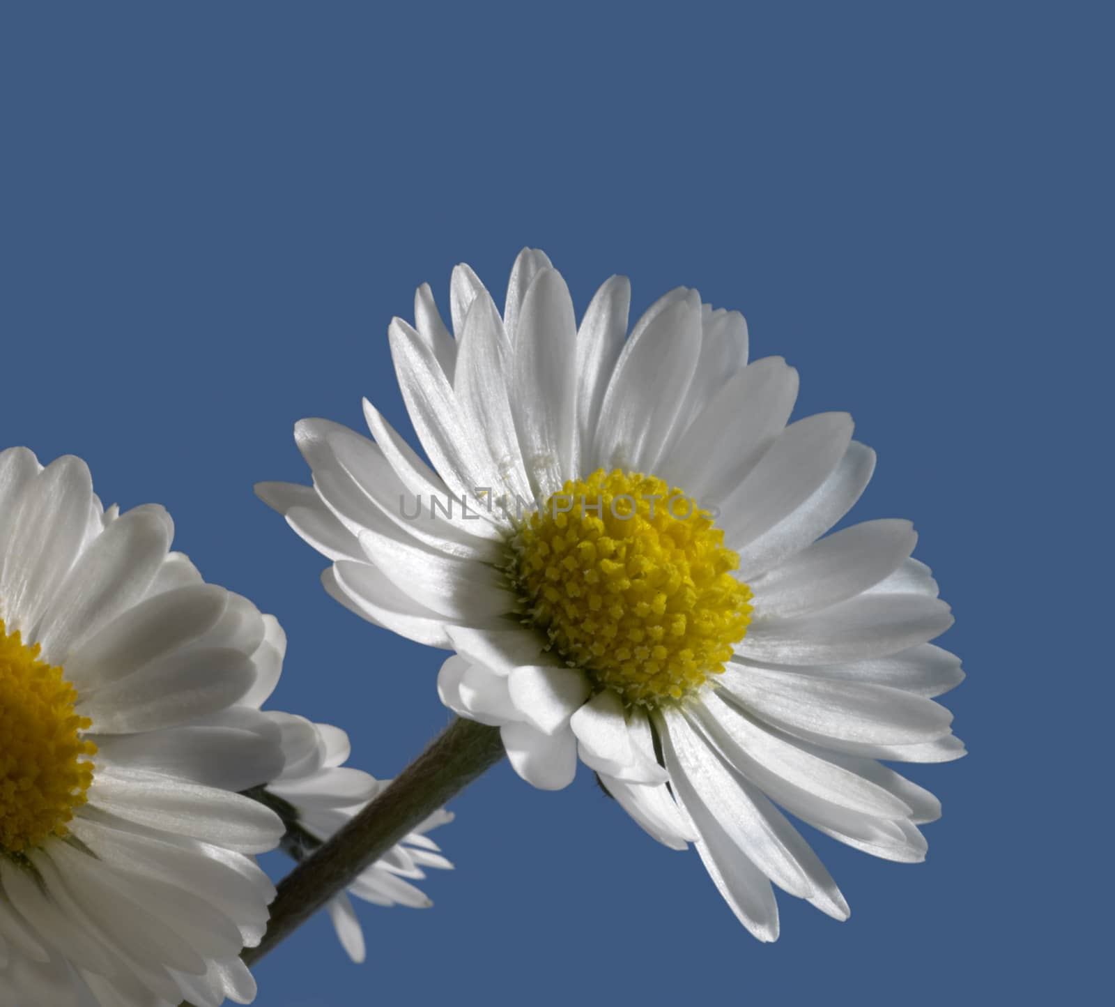 daisy flower closeup in blue back