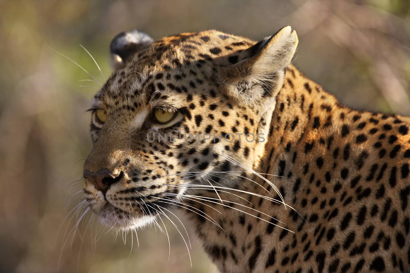 An adult female Leopard (Panthera pardus) in the Savuti area of Botswana