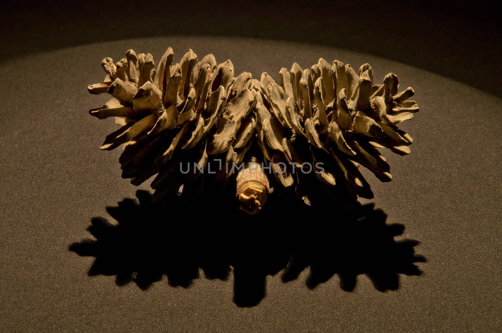 pine cone on the black background