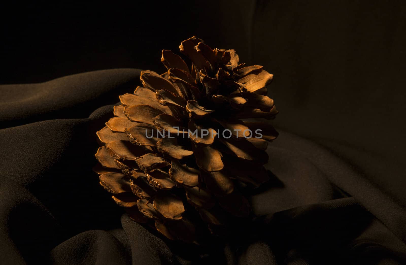 pine cone on the black background