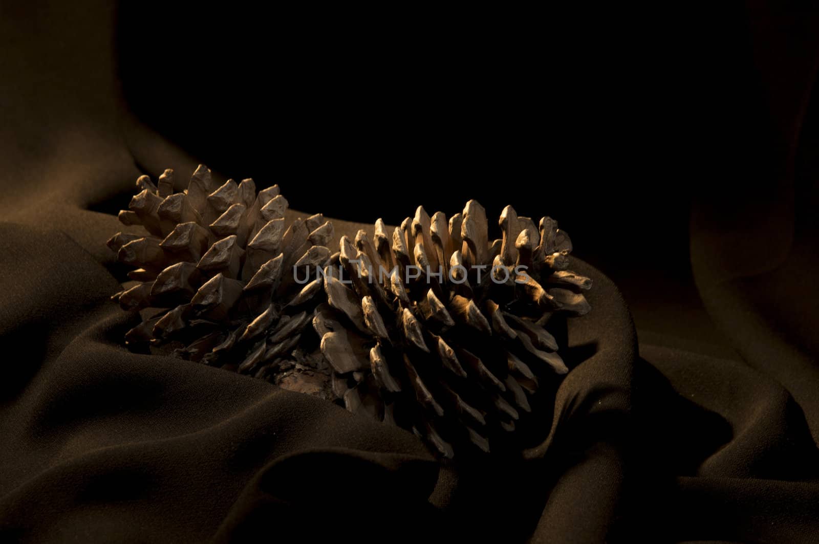 pine cone on the black background