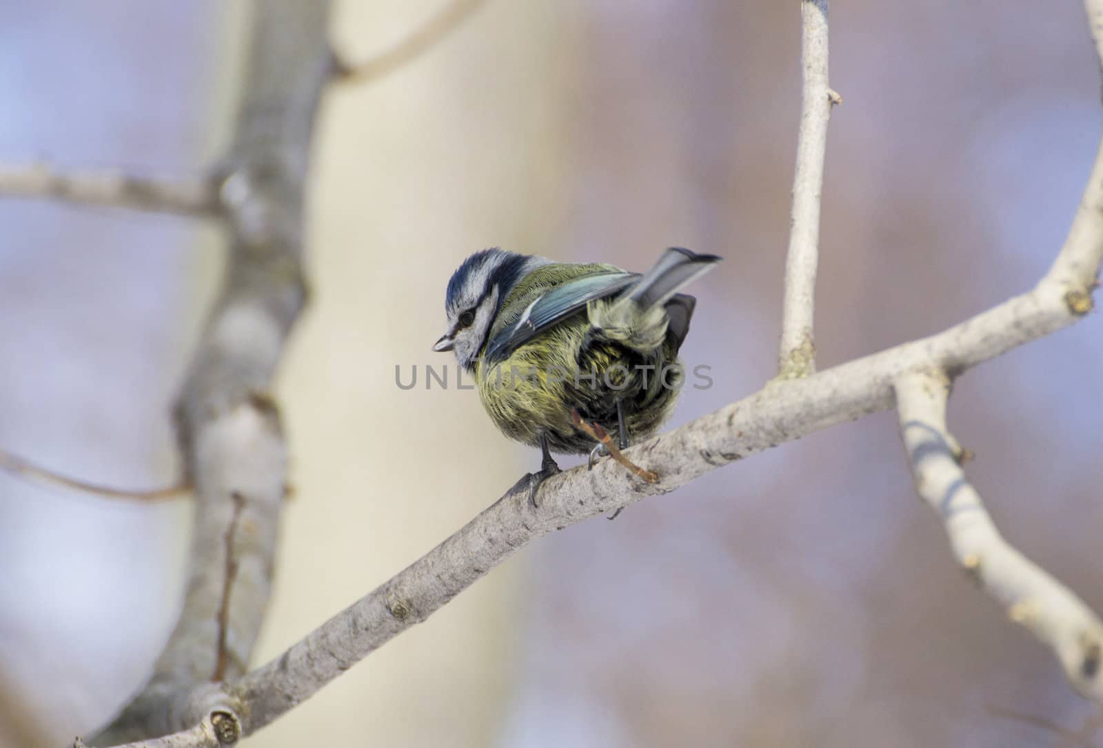 great tit on branch (parus major) 