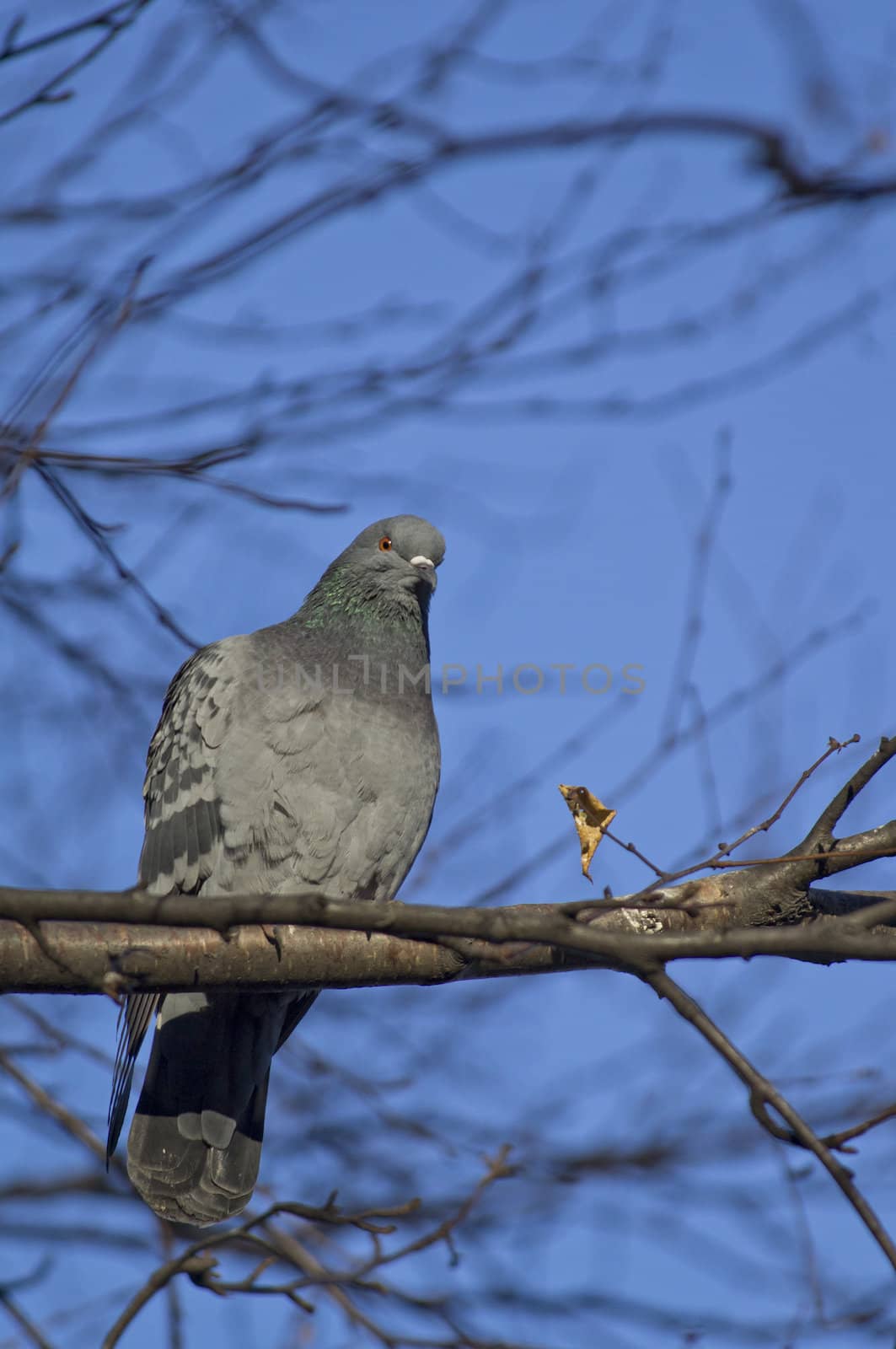 pigeon on a birch