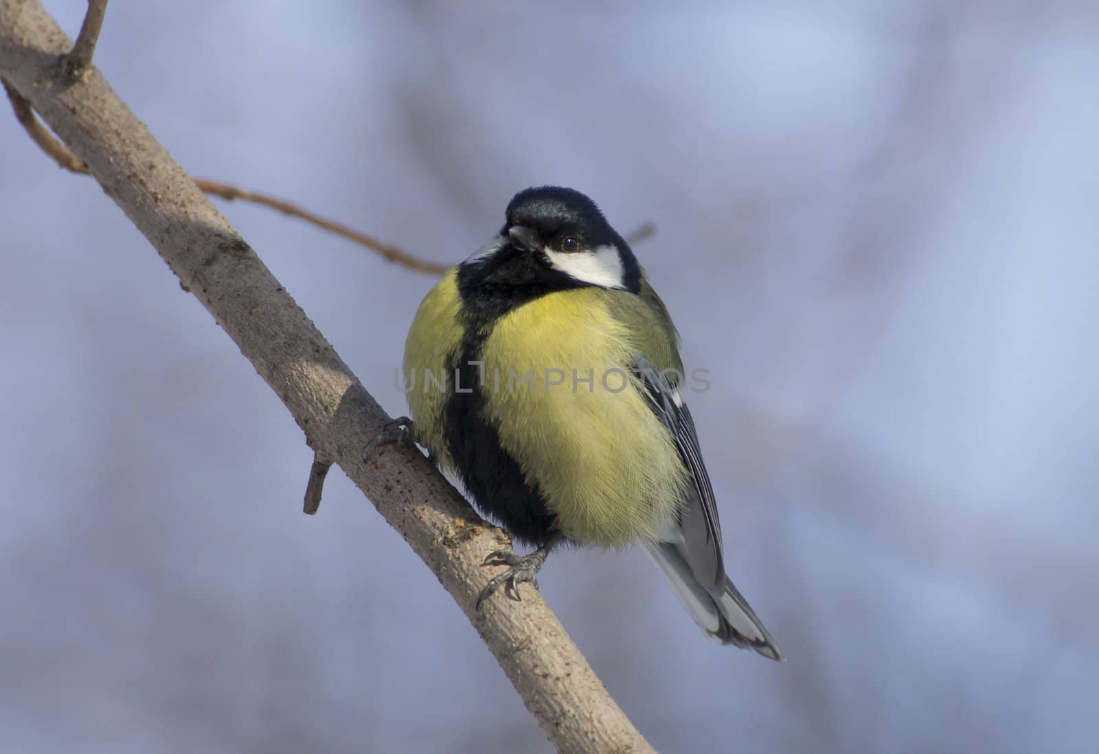 great tit on branch (parus major) 