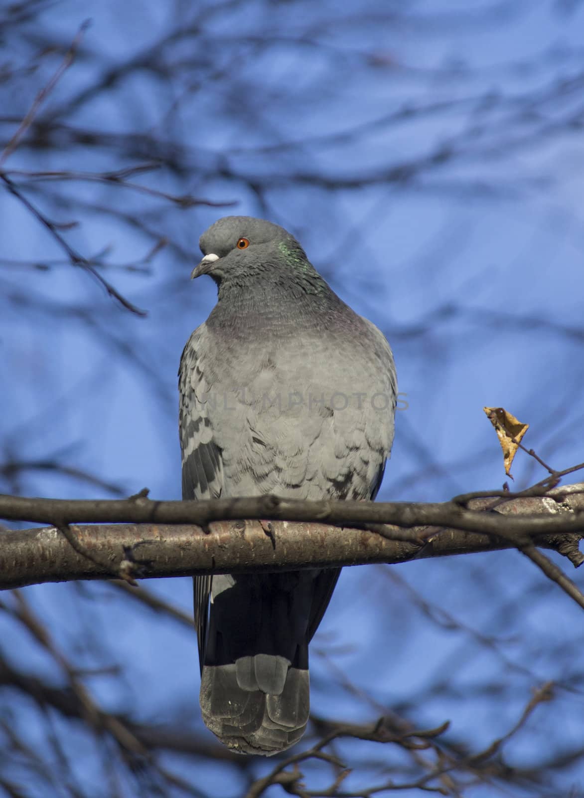 pigeon on a birch