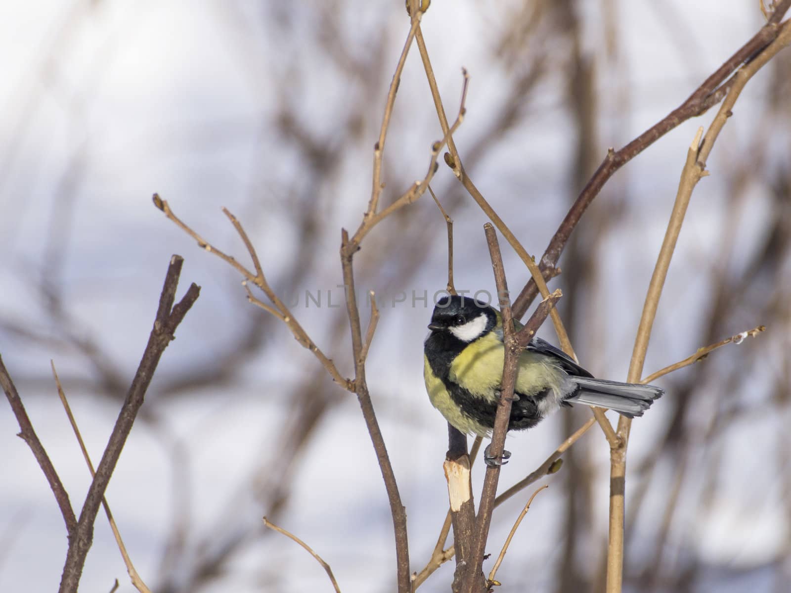 great tit on branch (parus major) 