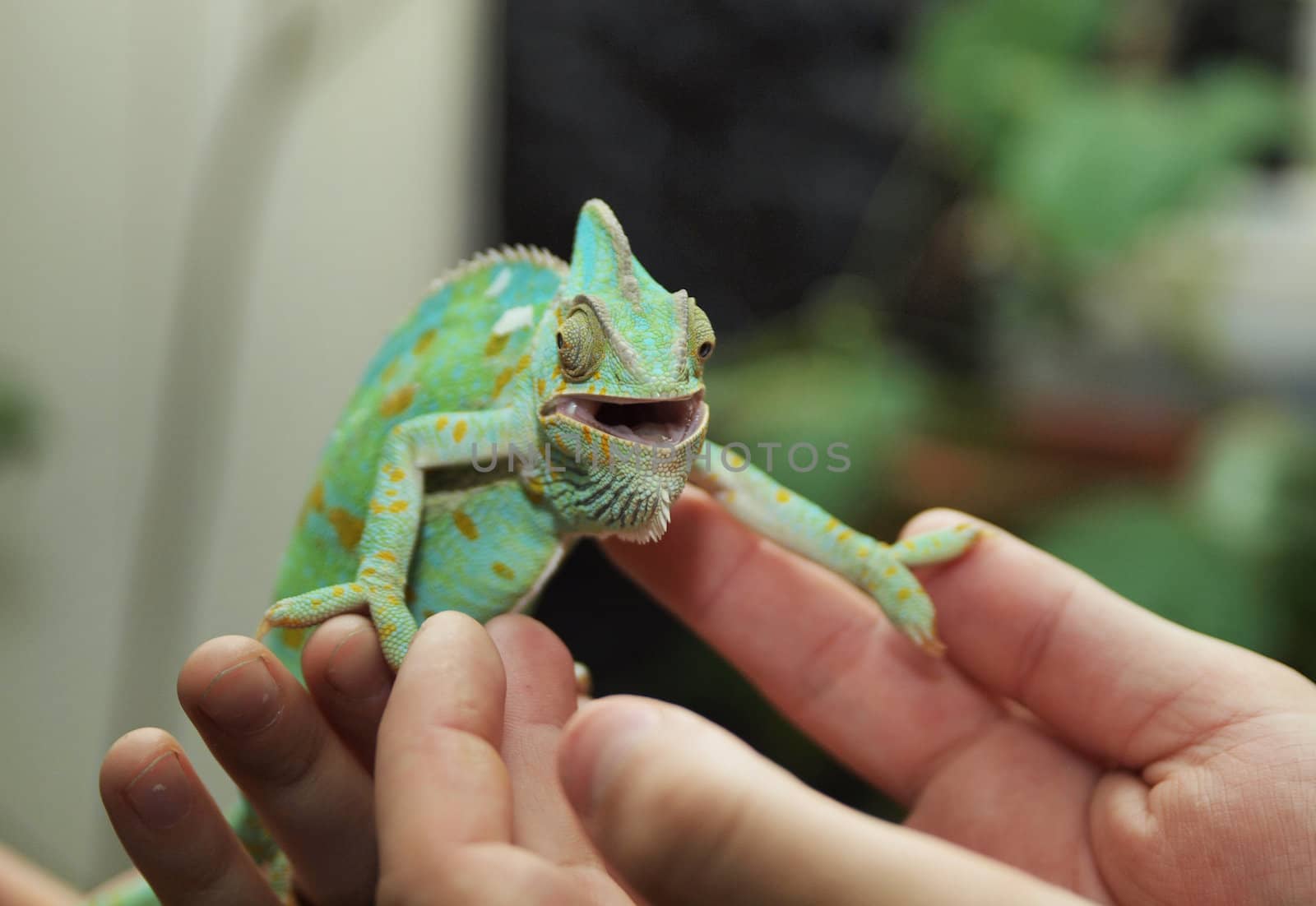 Green chameleon 