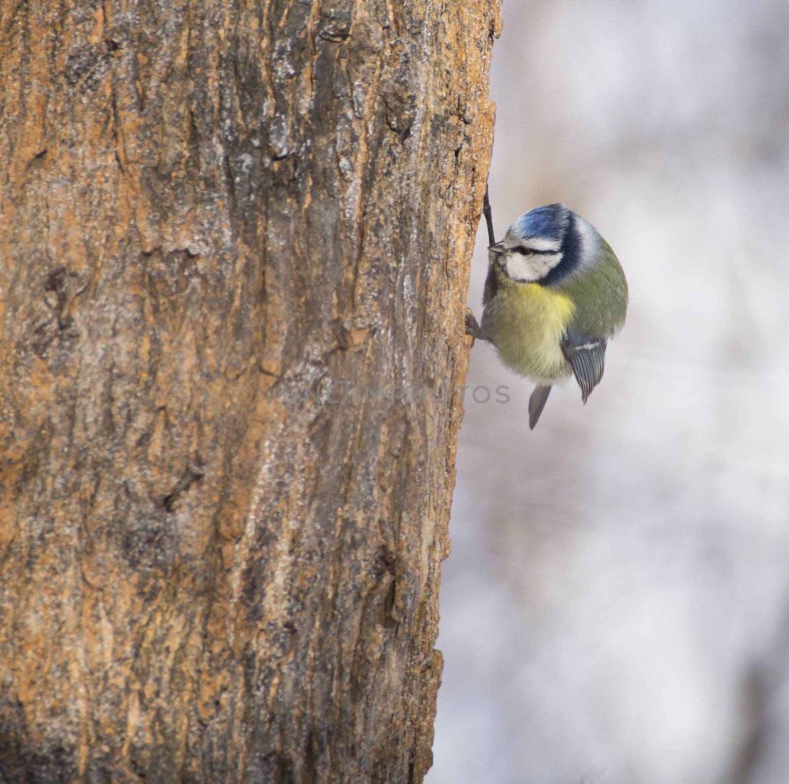 Cyanistes caeruleus on tree