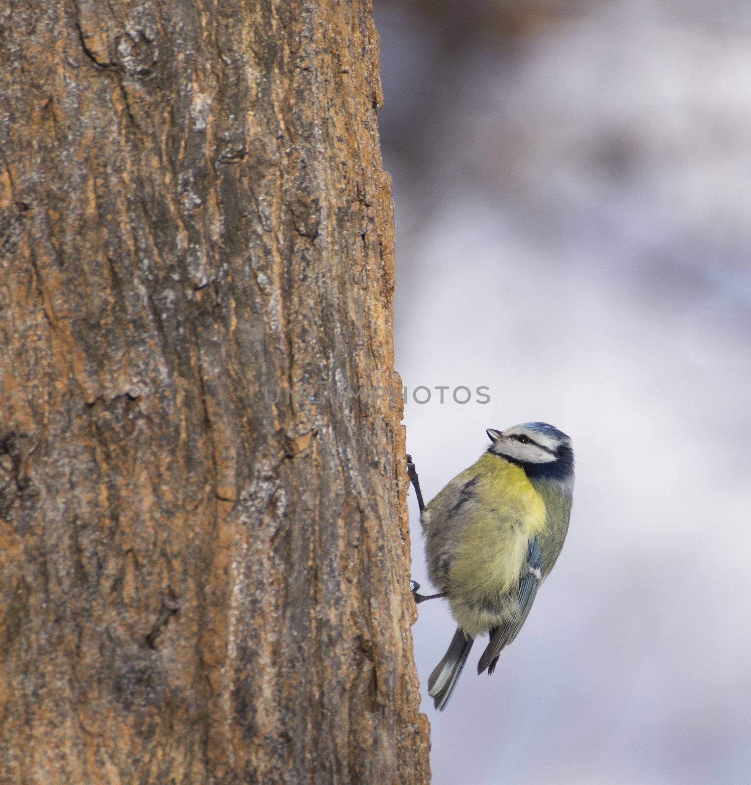 Cyanistes caeruleus on tree