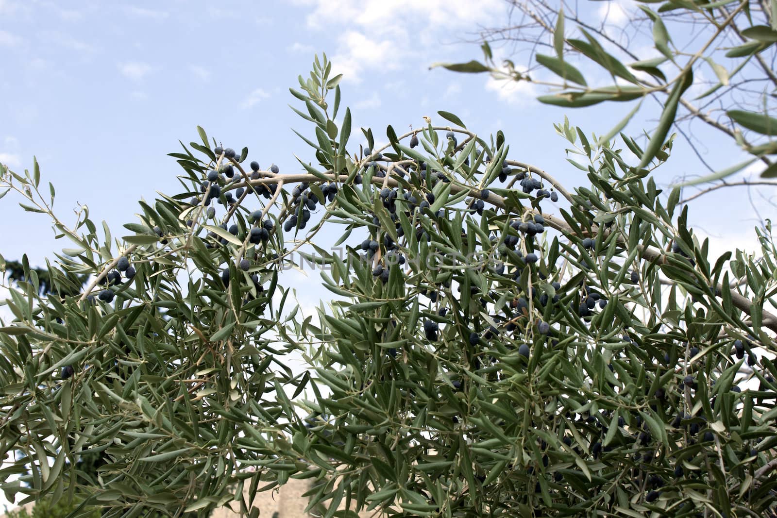 olive tree by Arsen