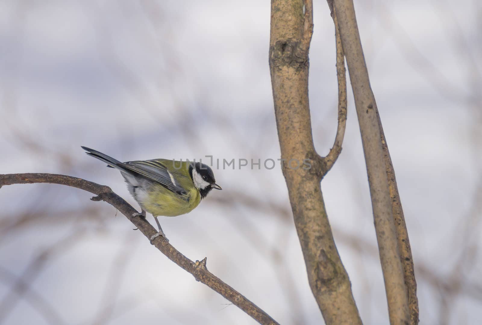 great tit on branch (parus major) 