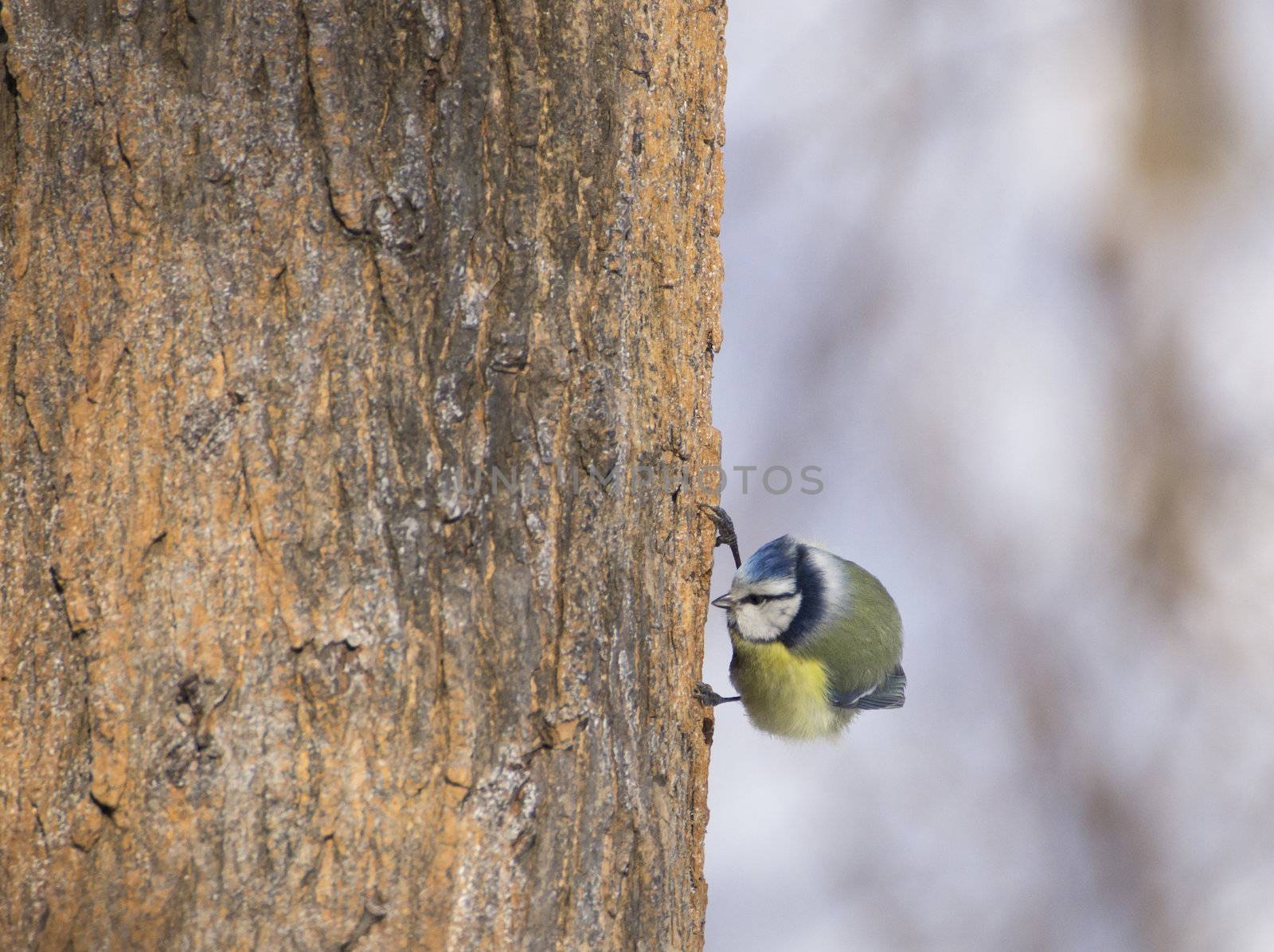 Cyanistes caeruleus on tree