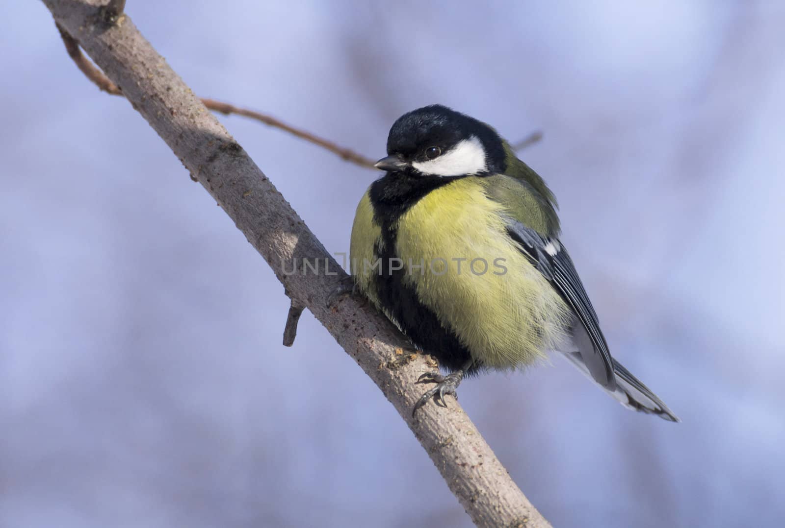 great tit on branch (parus major) 