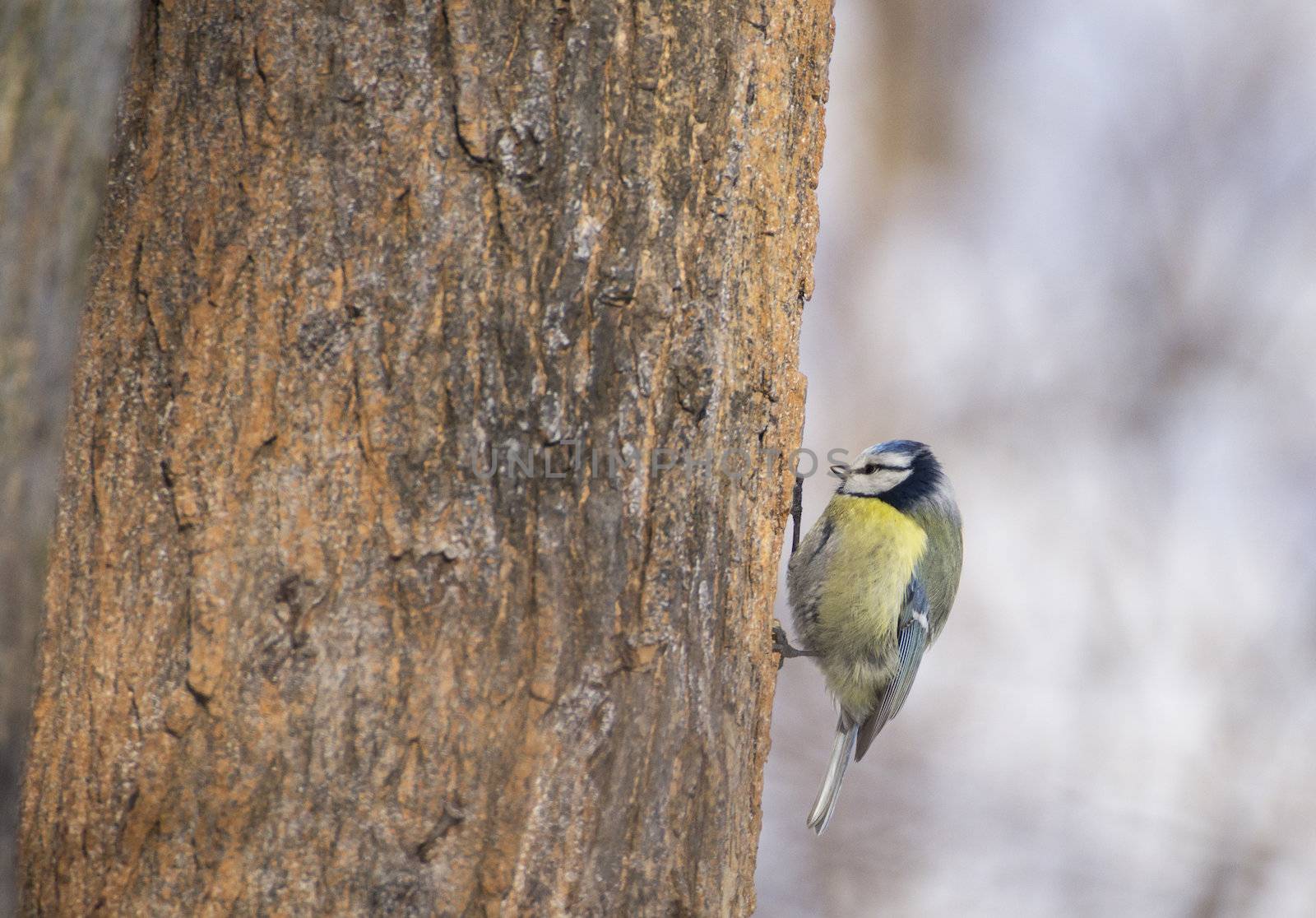 Cyanistes caeruleus on tree