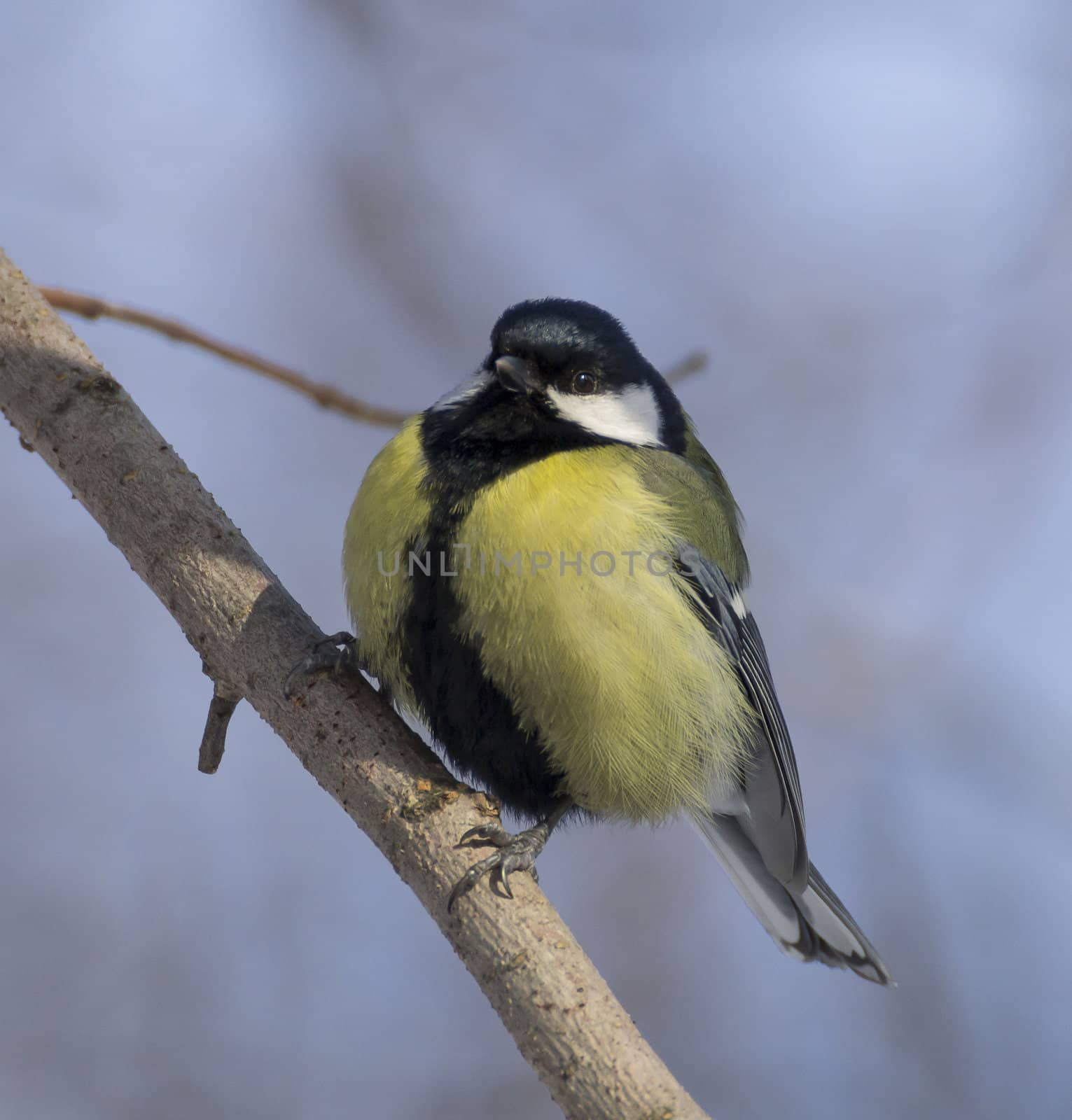 great tit on branch (parus major) 
