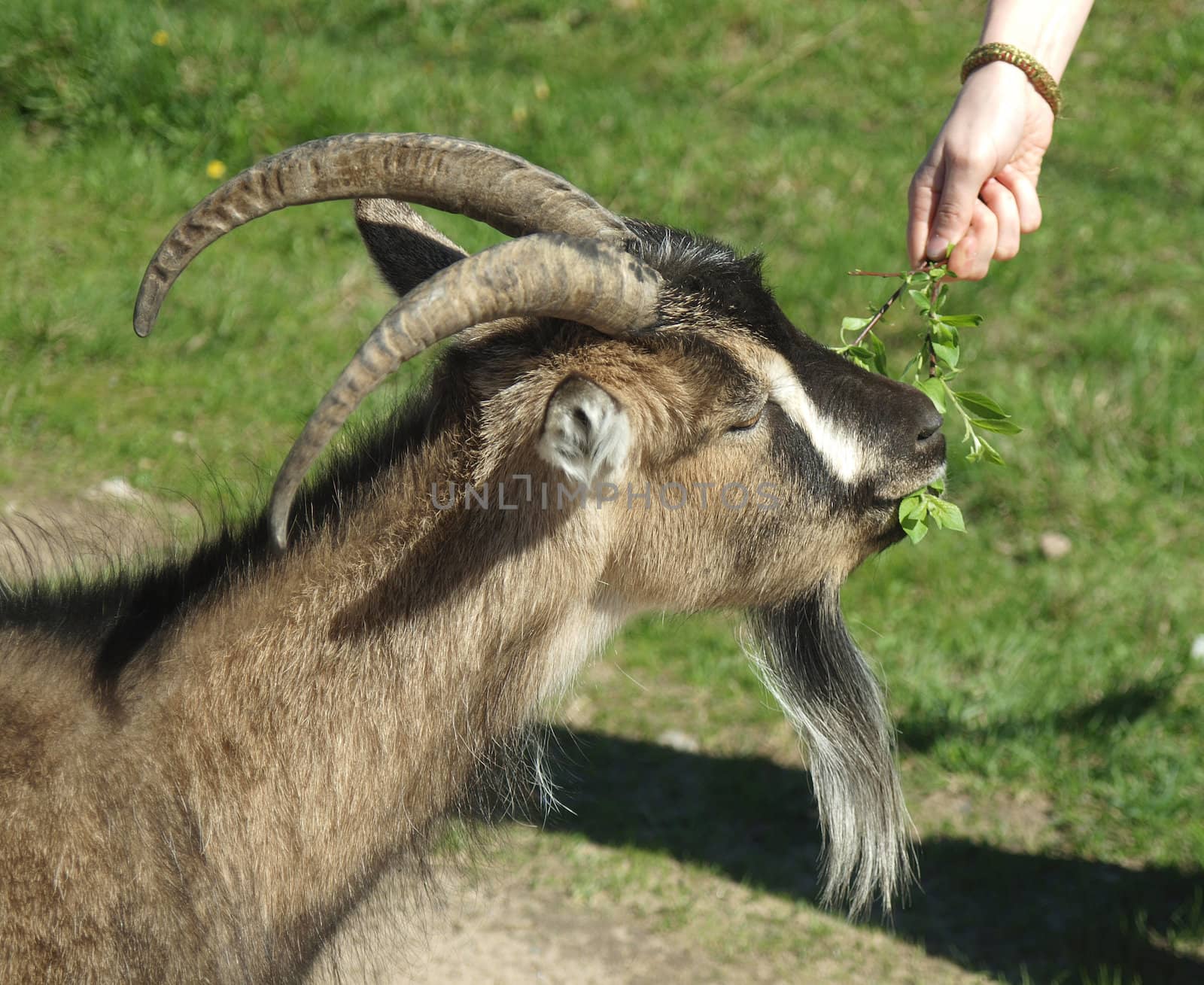 goat in the village