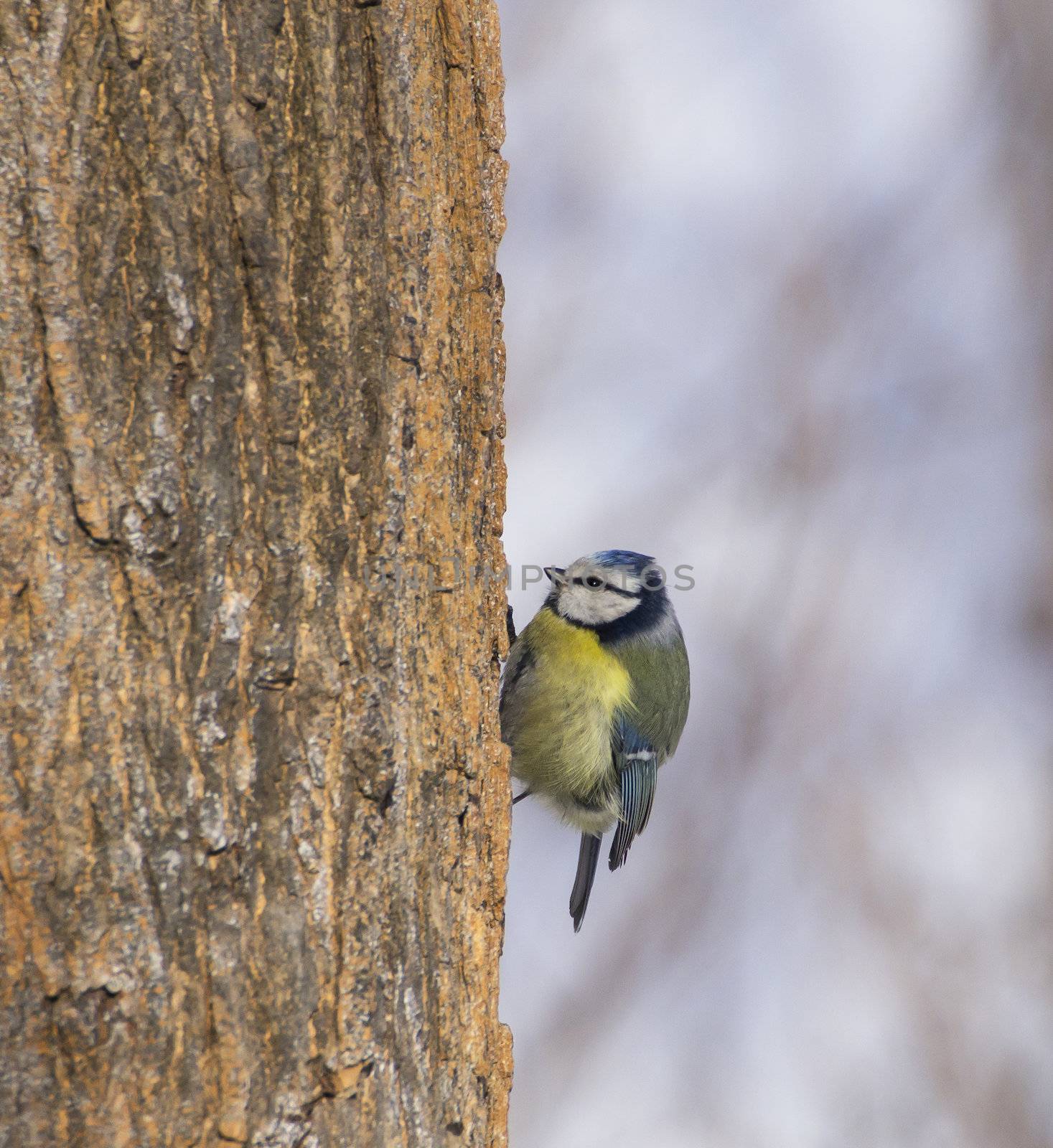 Cyanistes caeruleus on tree