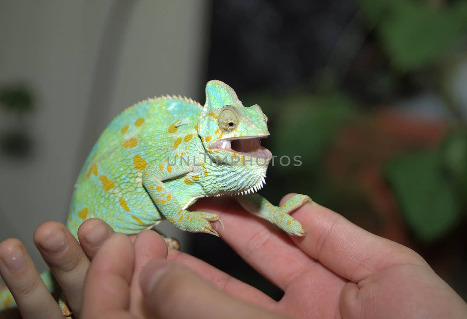 Green chameleon 