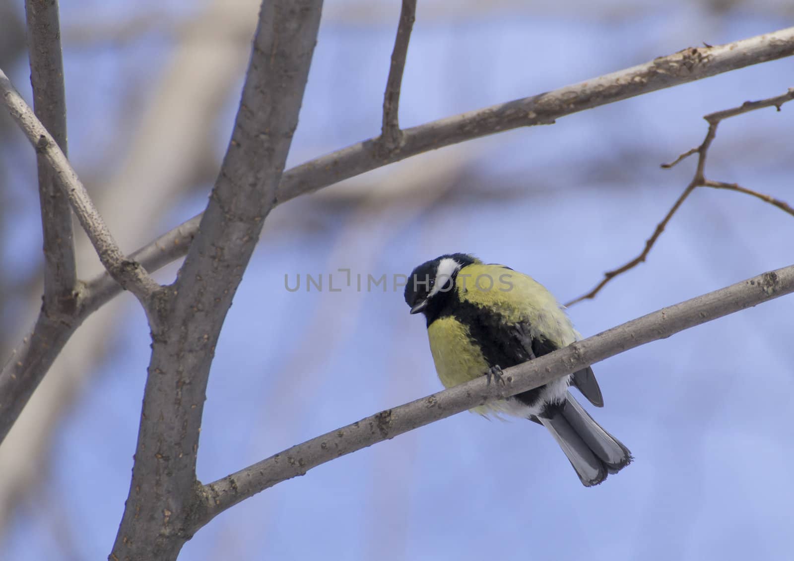 great tit on branch (parus major) 