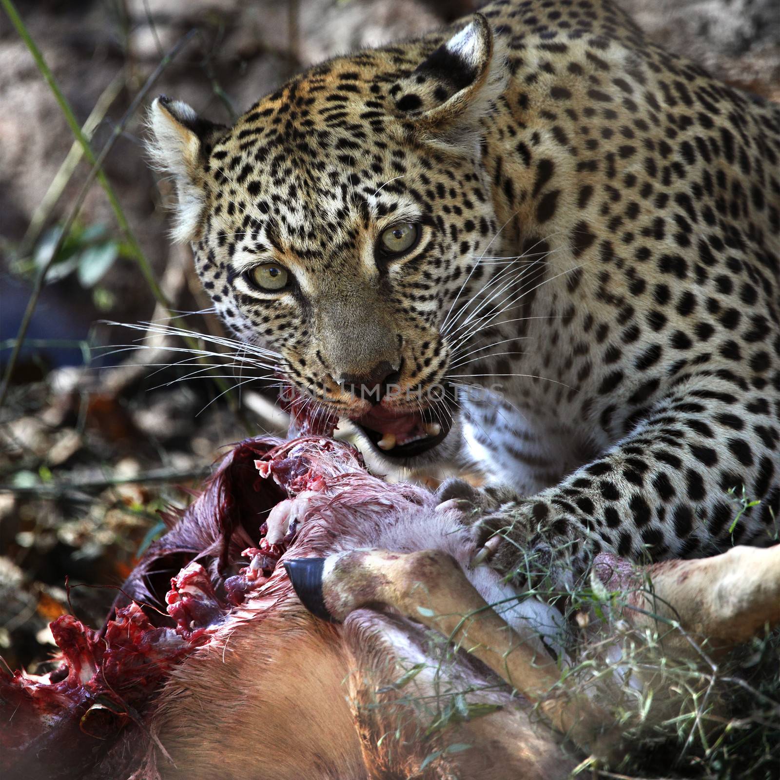 An adult female leopard (Panthera pardus) feeding on its kill of a young Impala near the Khwai River in Botswana in Southern Africa