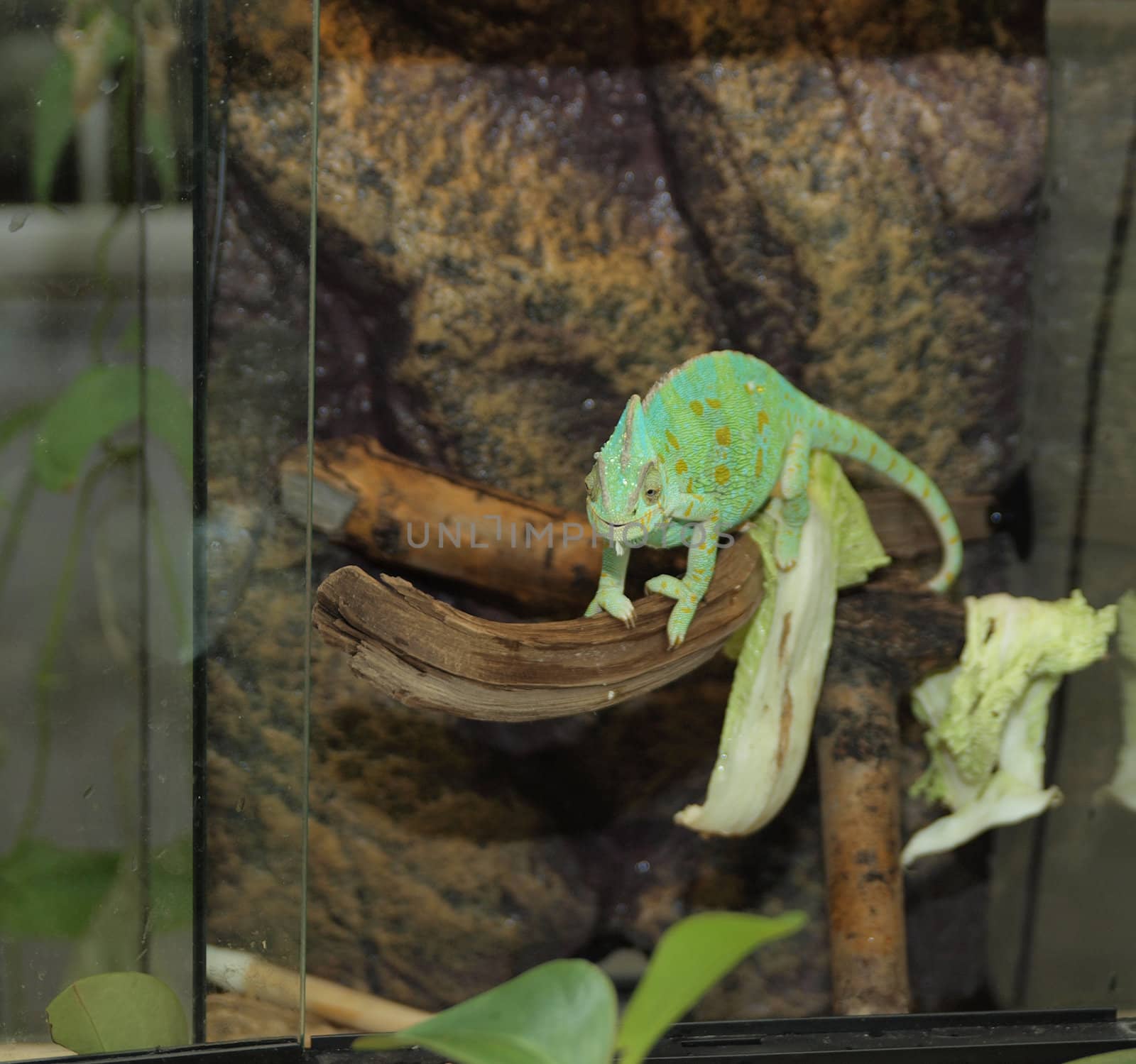 Green chameleon 