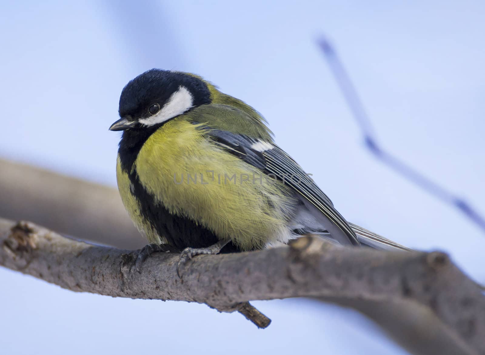 great tit on branch (parus major) 