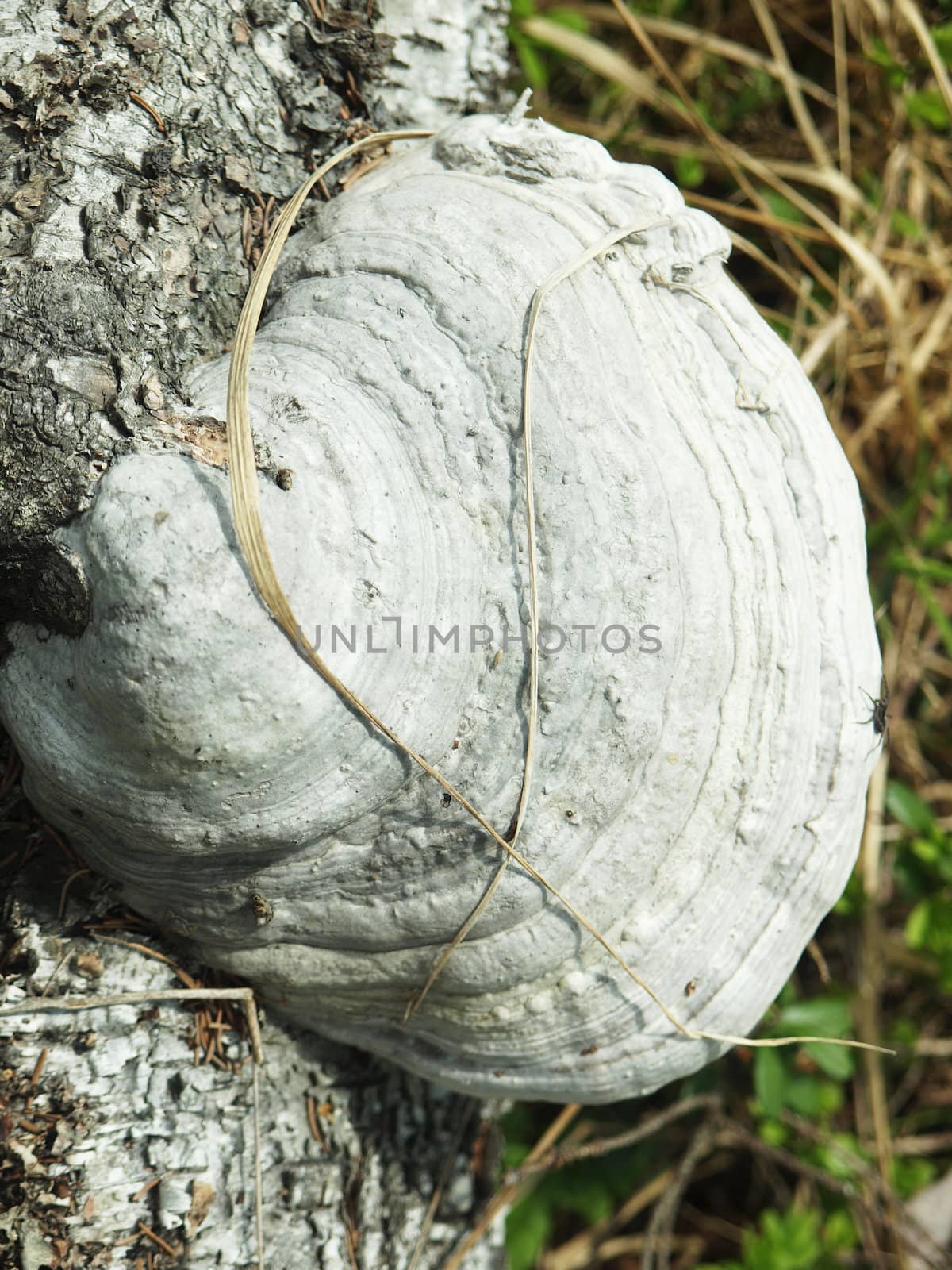Fungi a tinder