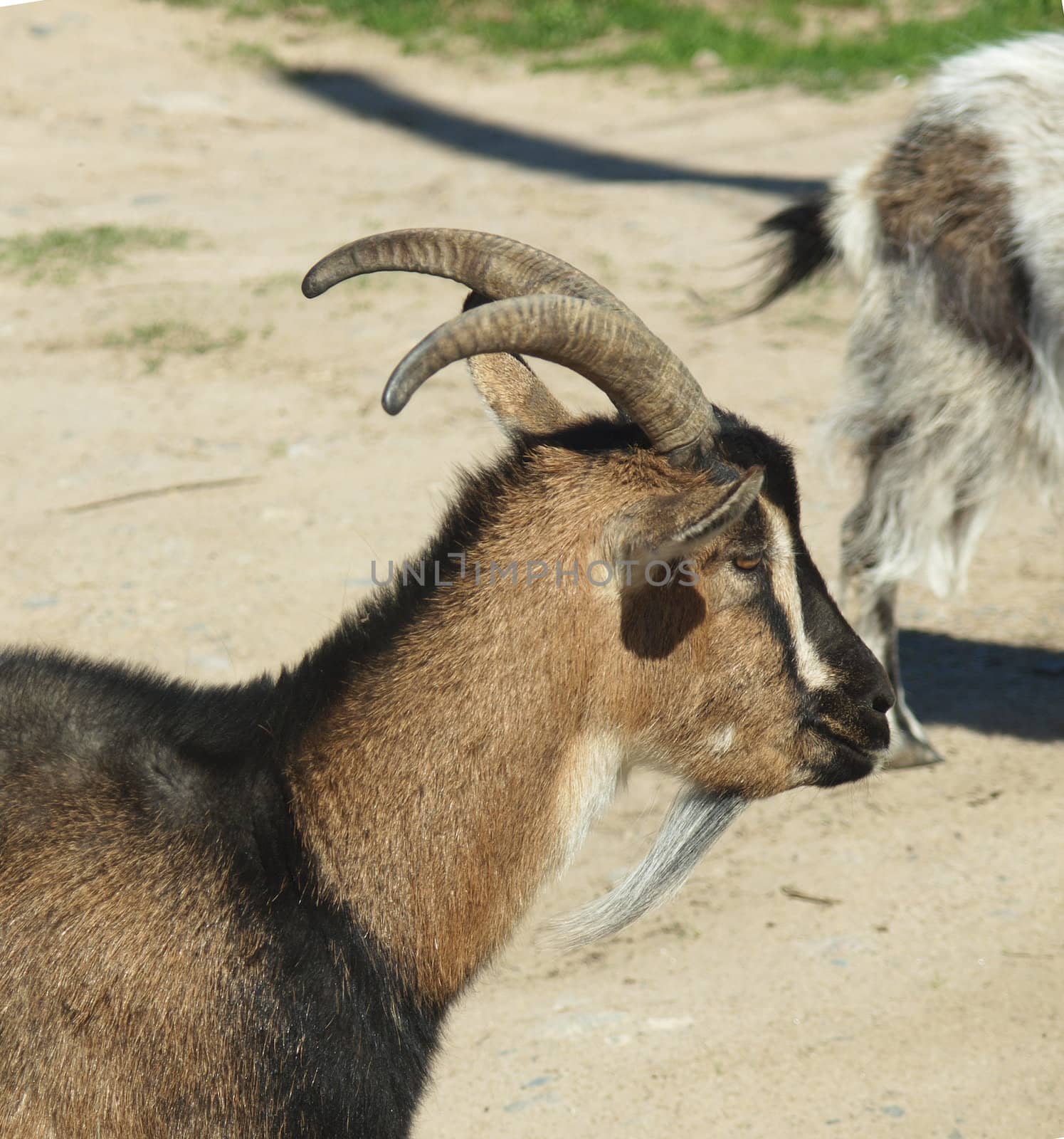 goat in the village