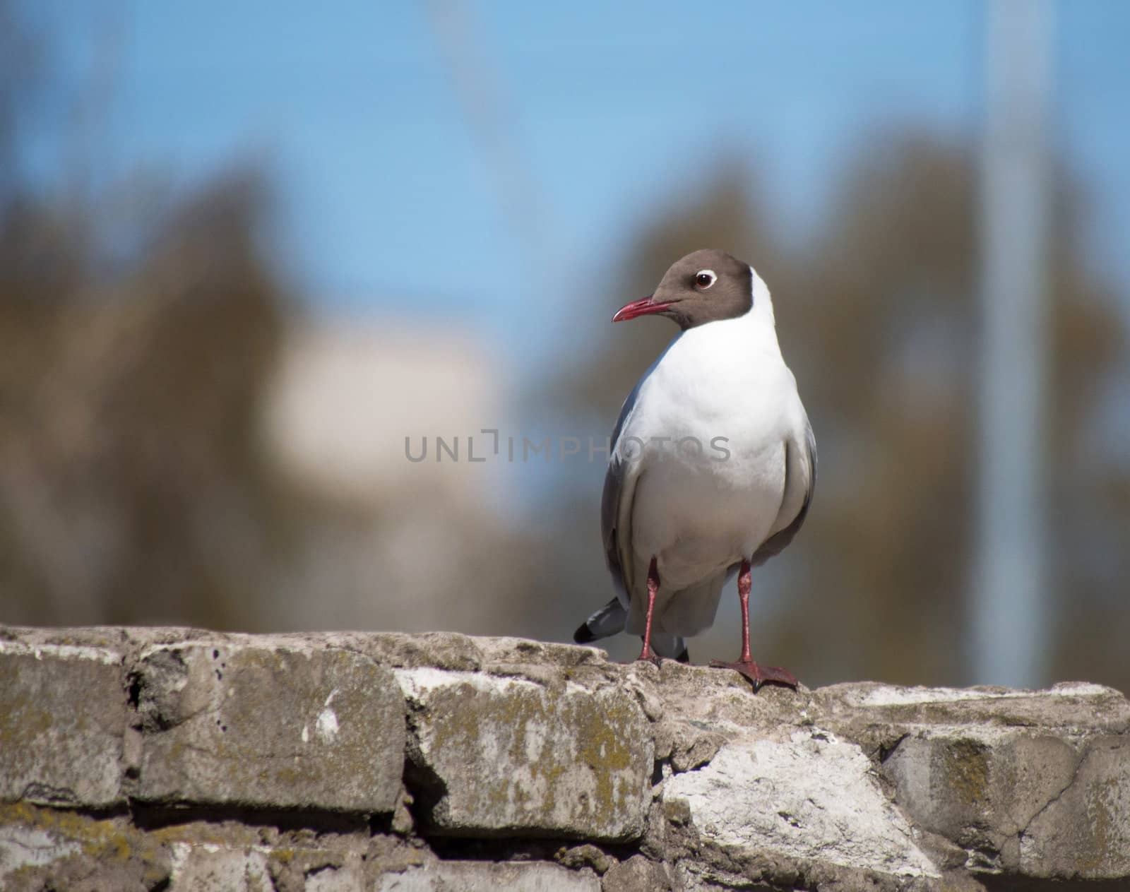 Seagull on a brick fence