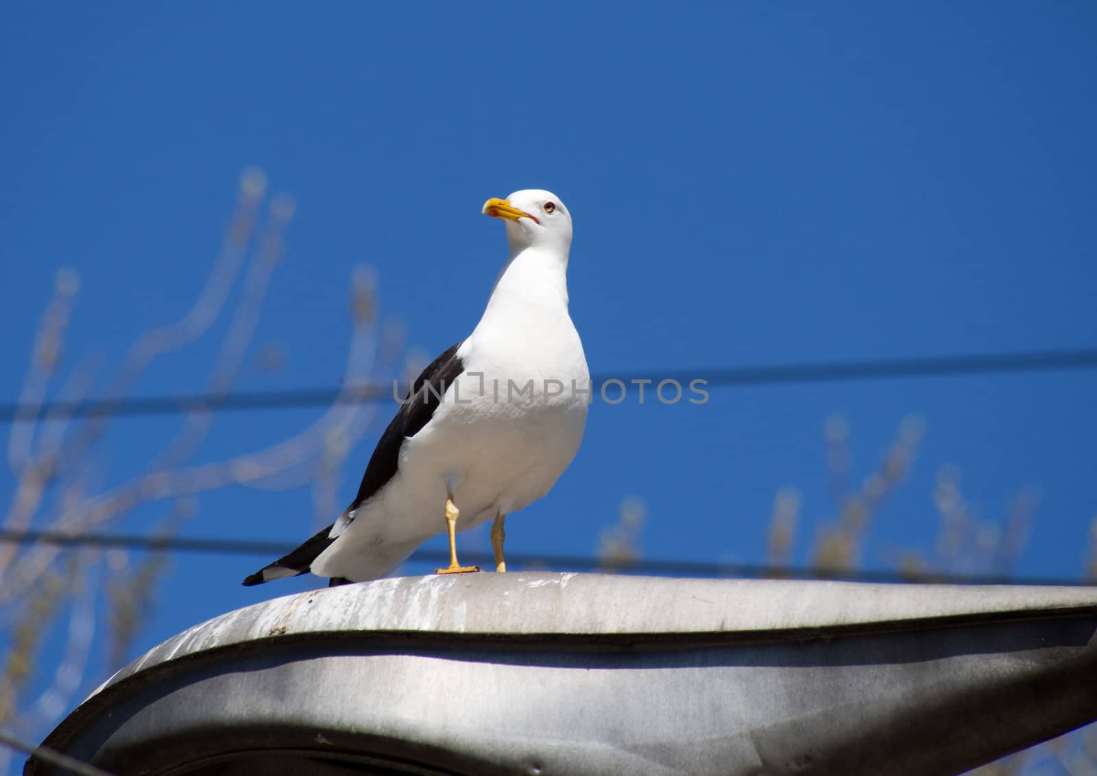 Seagull on the lamp