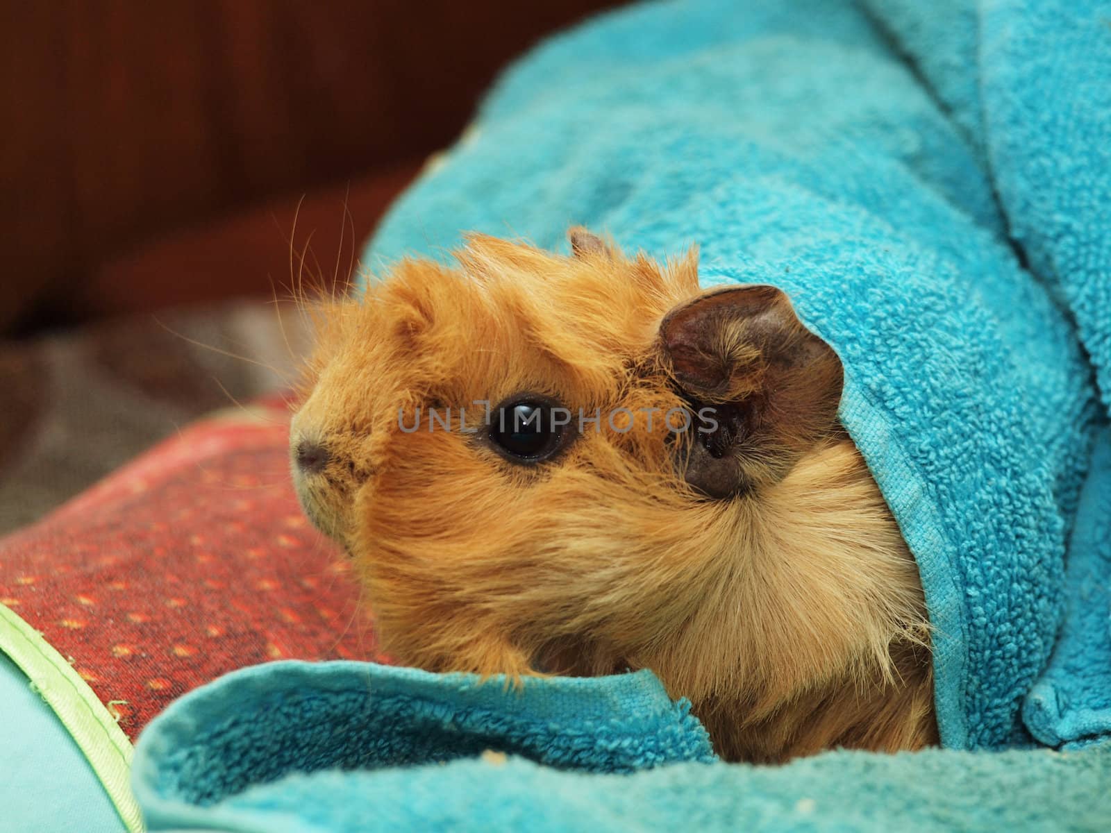 Guinea pig in a towel