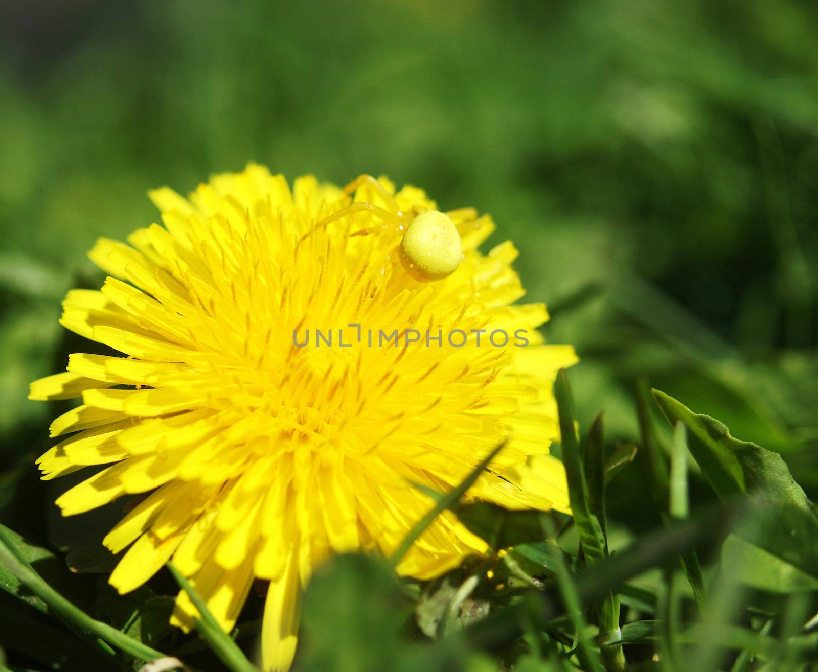 Yellow spider on a plant