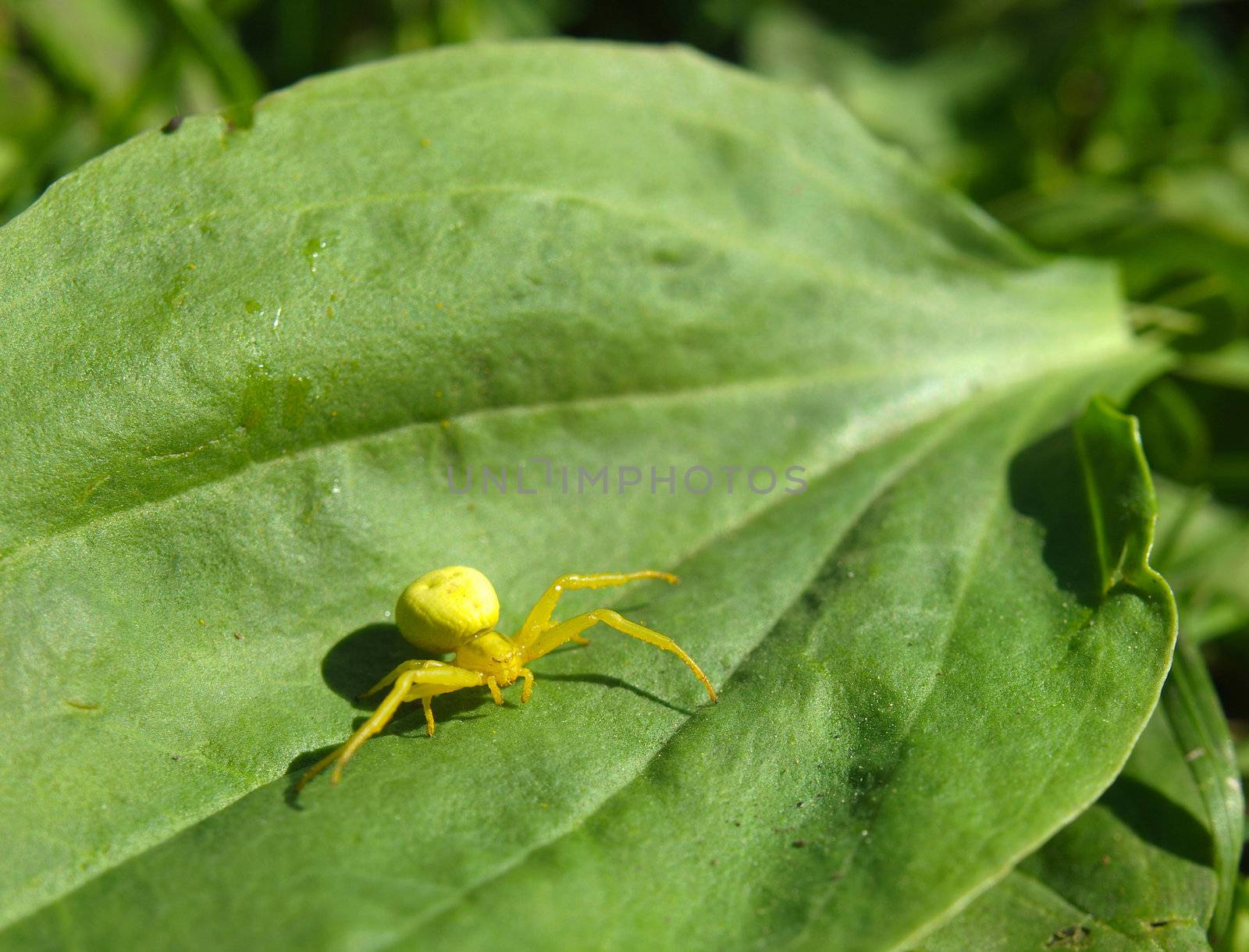 Yellow spider on a plant