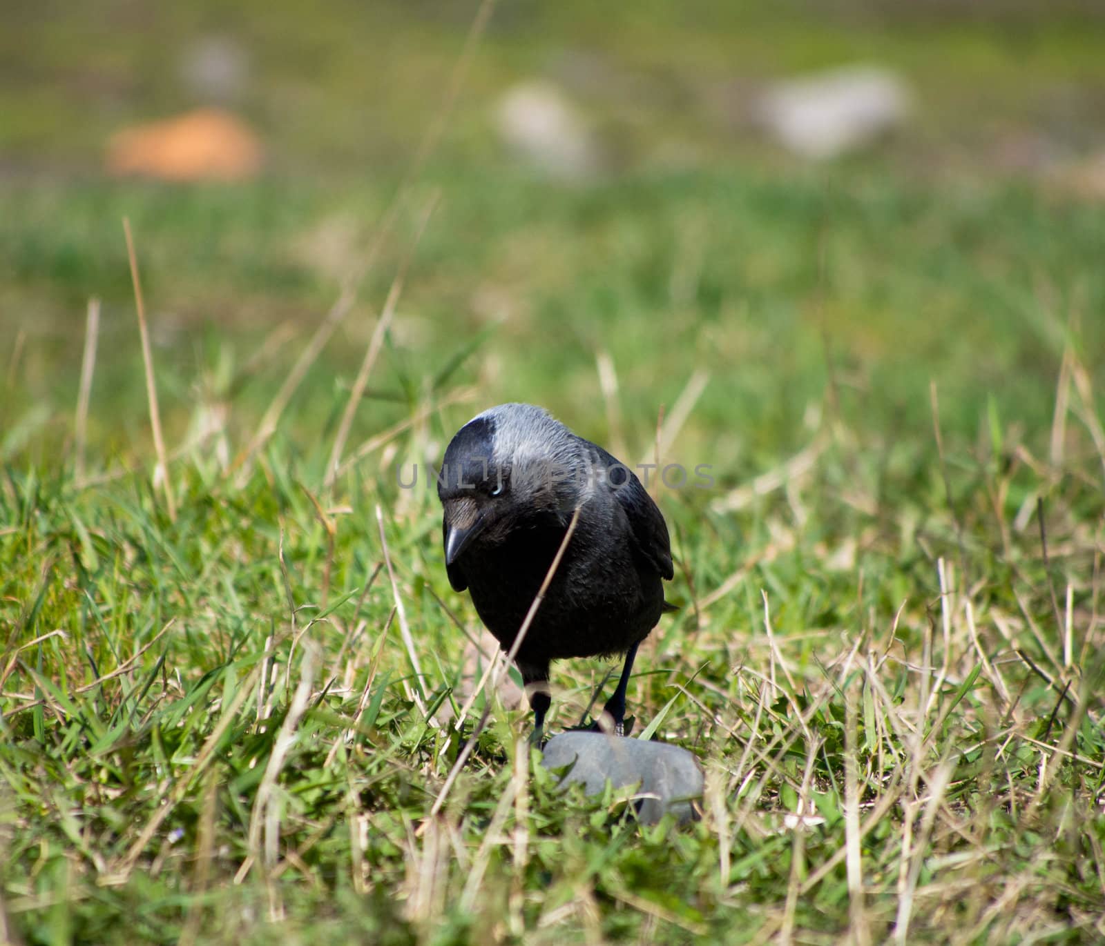 crow on the grass