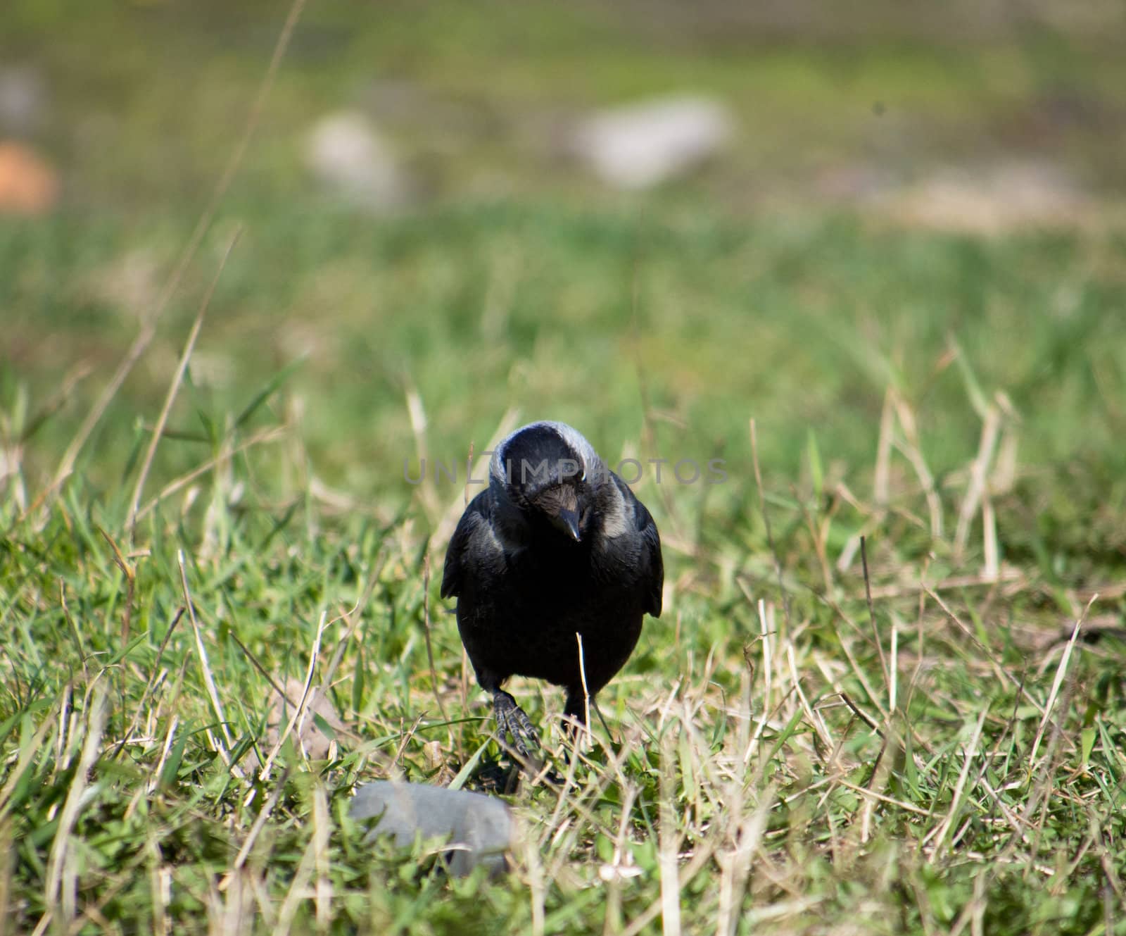 crow on the grass