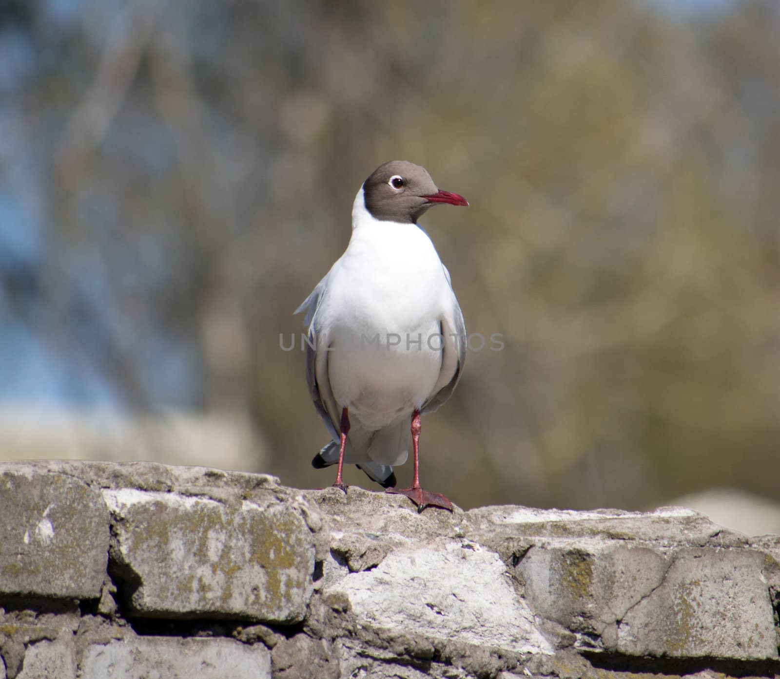 Seagull on a brick fence