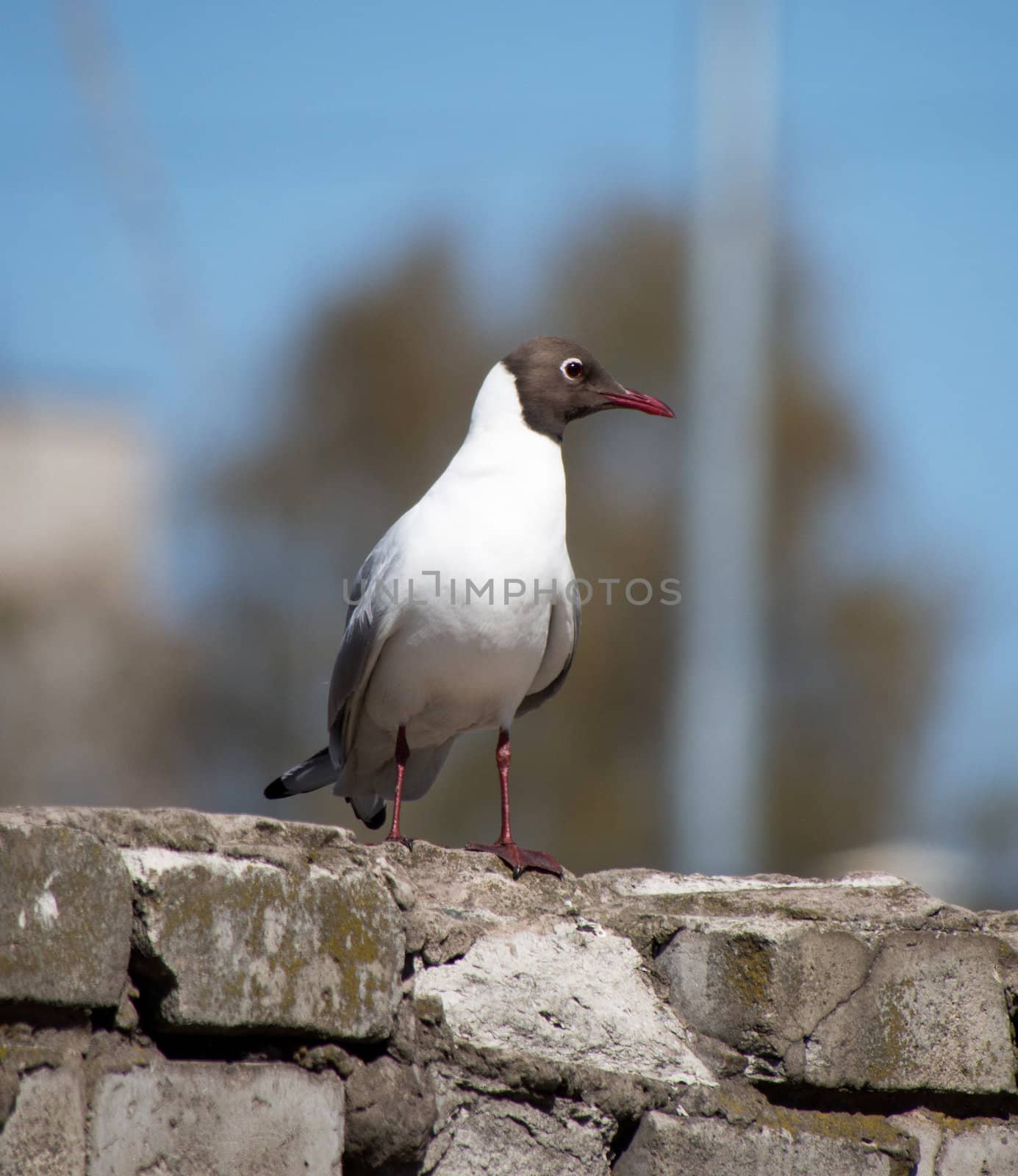 Seagull on a brick fence