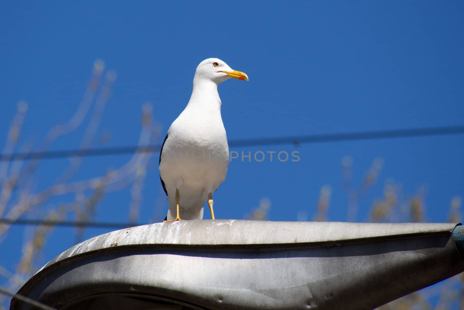 Seagull on the lamp