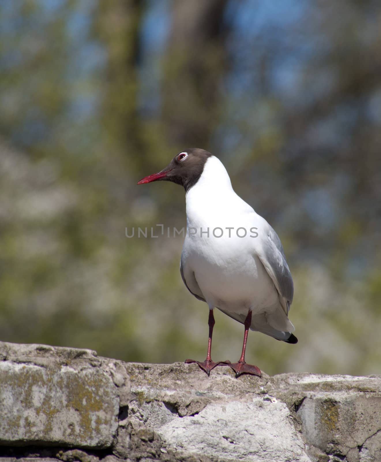 Seagull on a brick fence