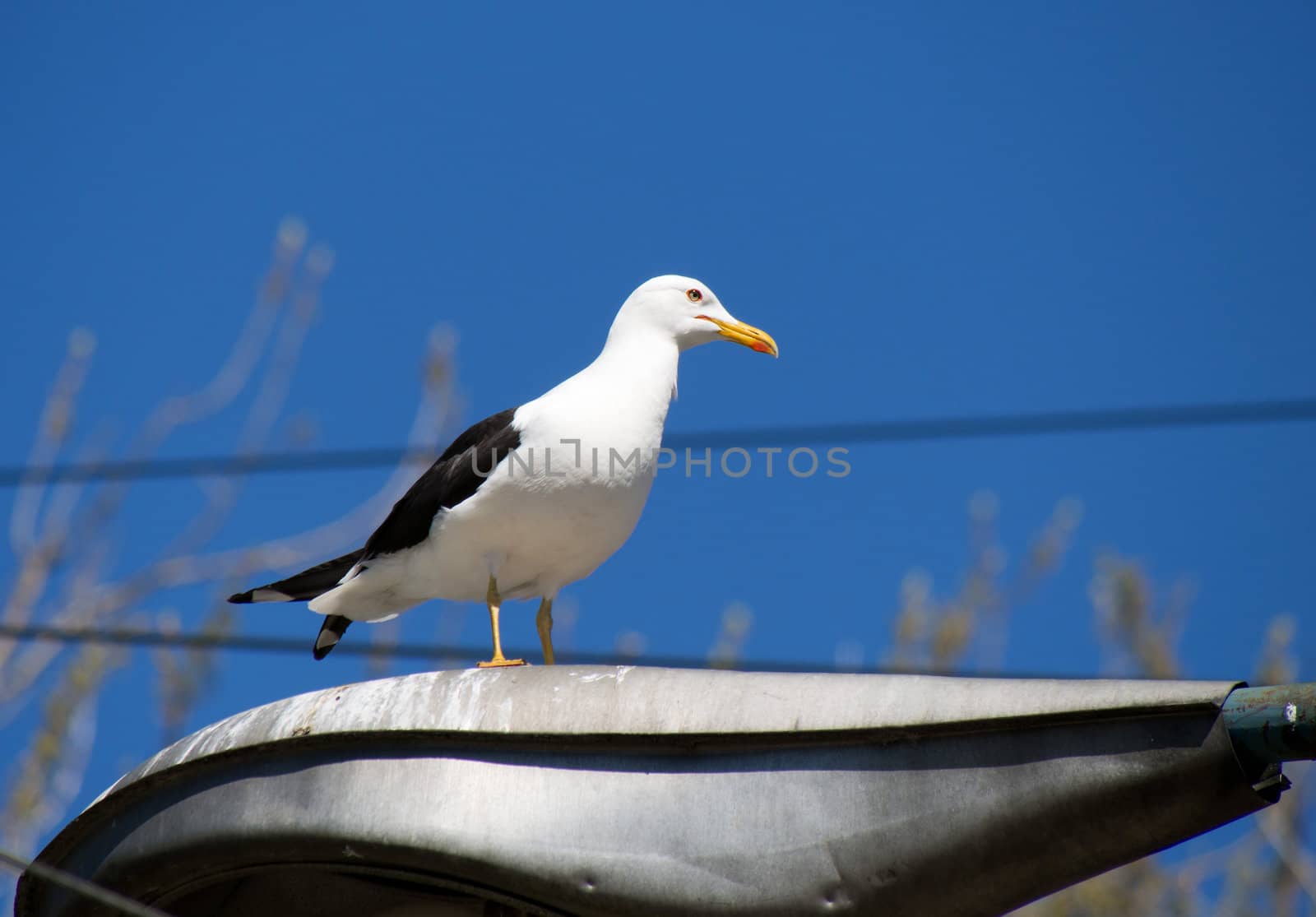 Seagull on the lamp