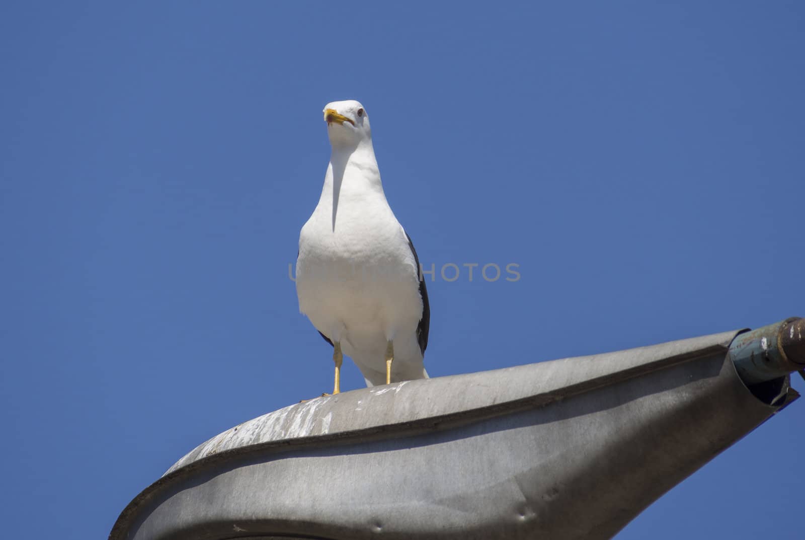 Seagull on the lamp