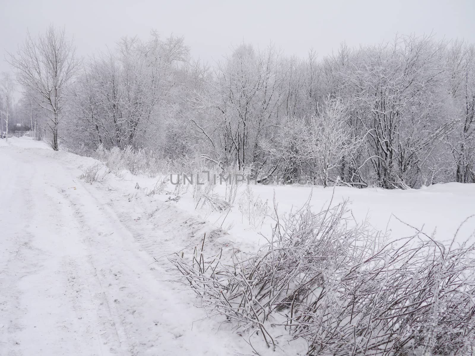 winter landscape
