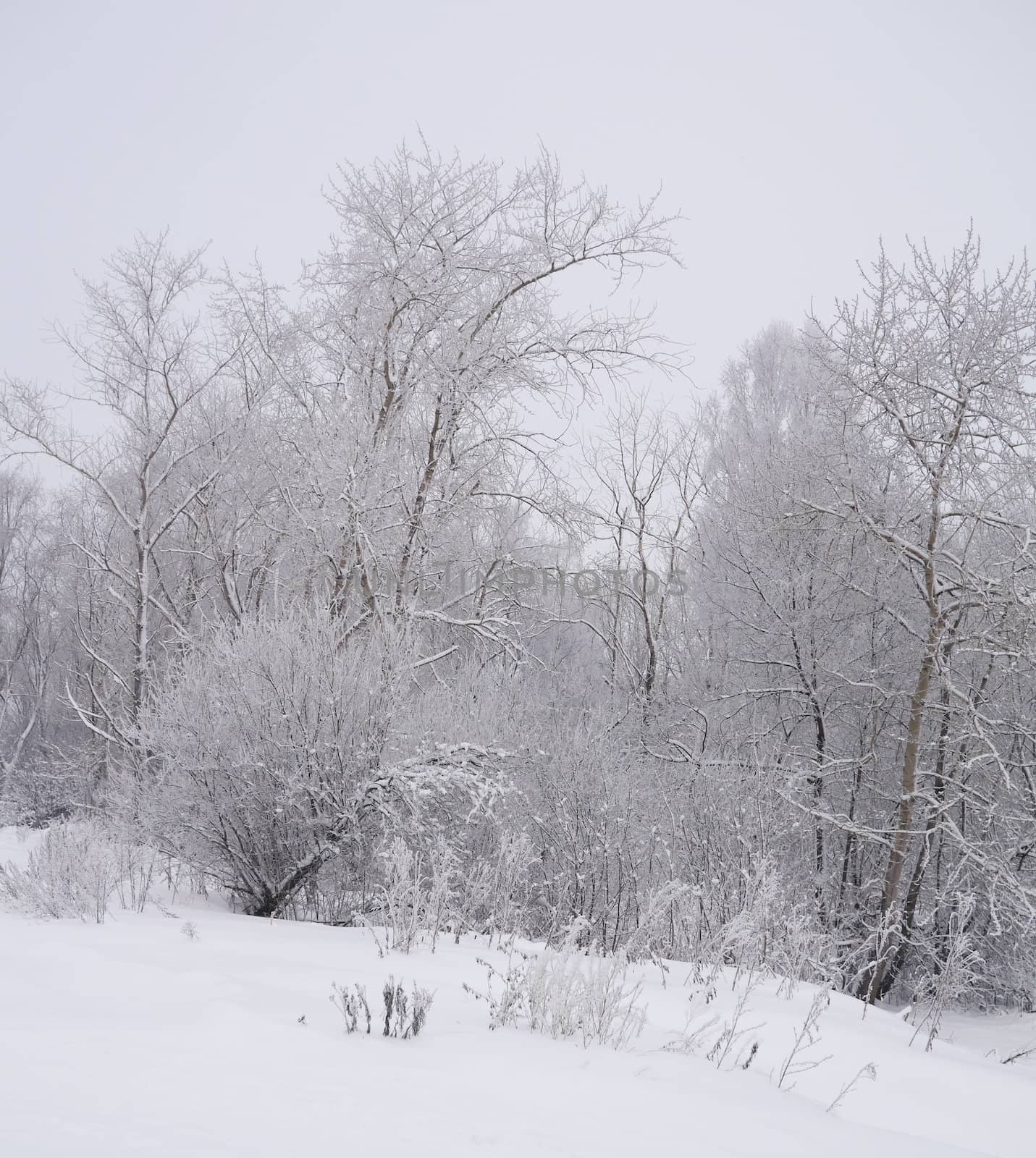 winter landscape