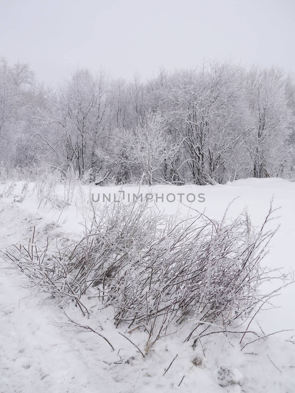 winter landscape