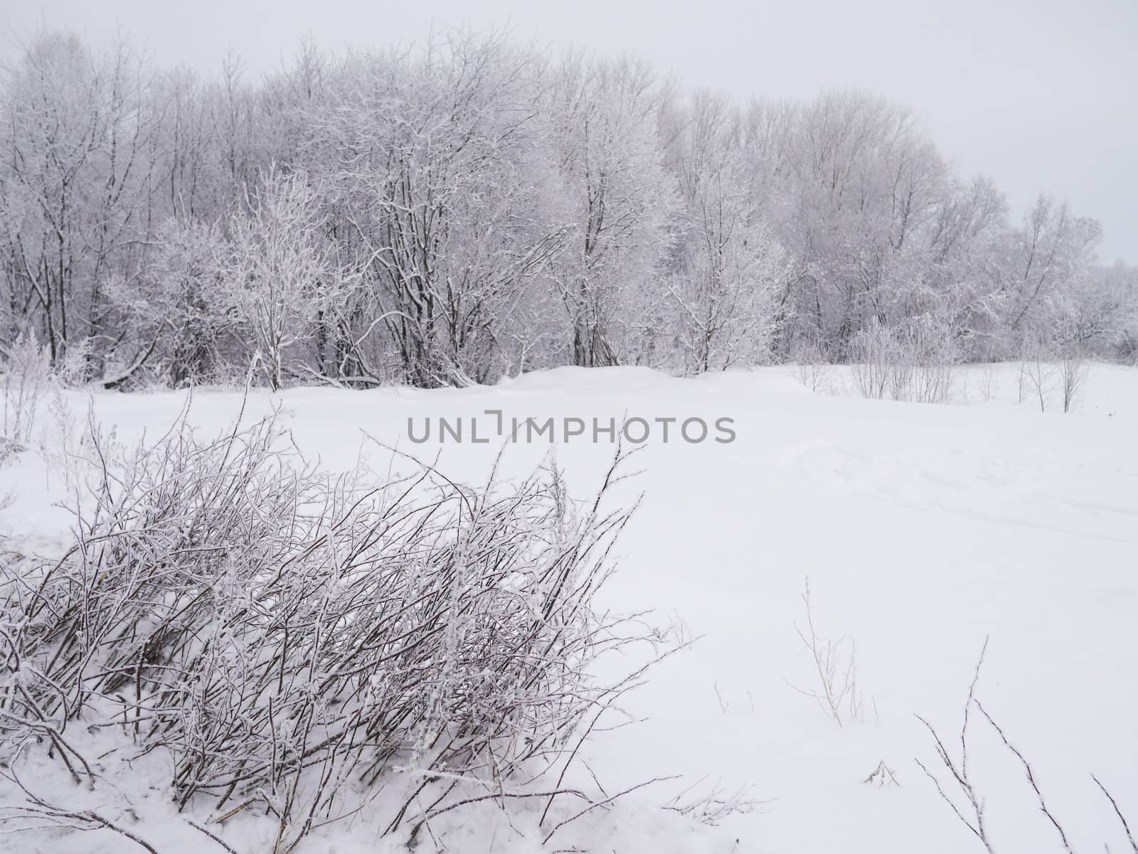winter landscape