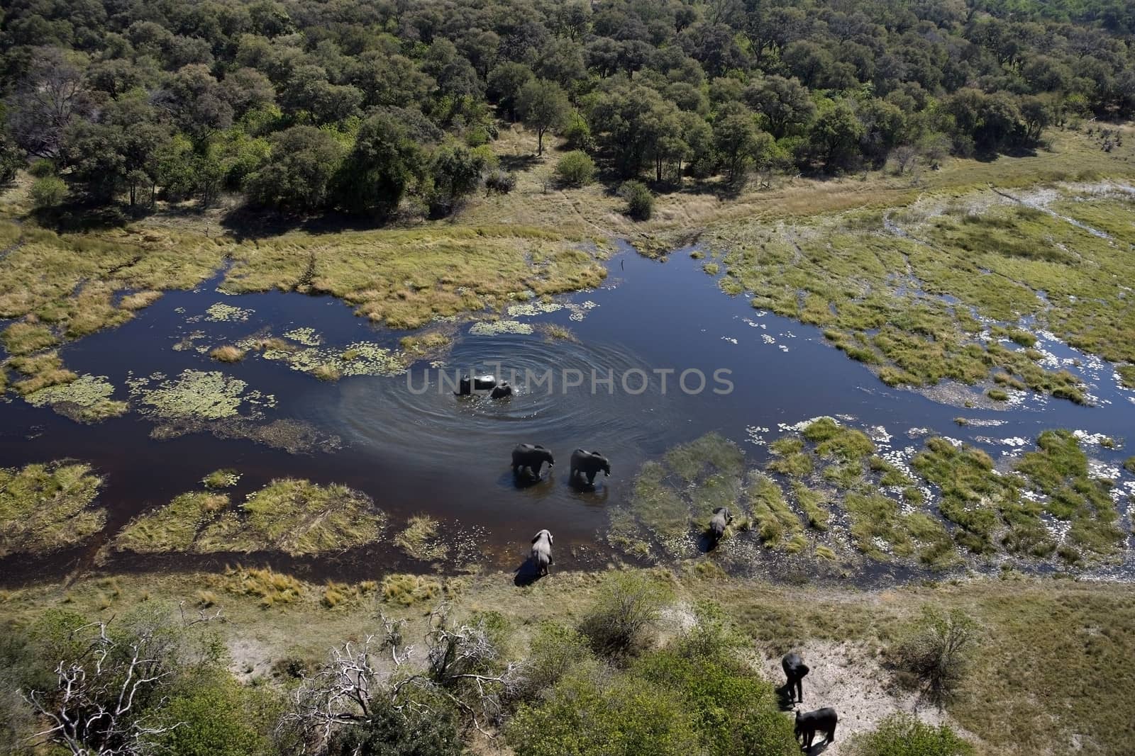 Aerial view of Elephants (Loxodonta africana) in the Okavango Delta in Botswana